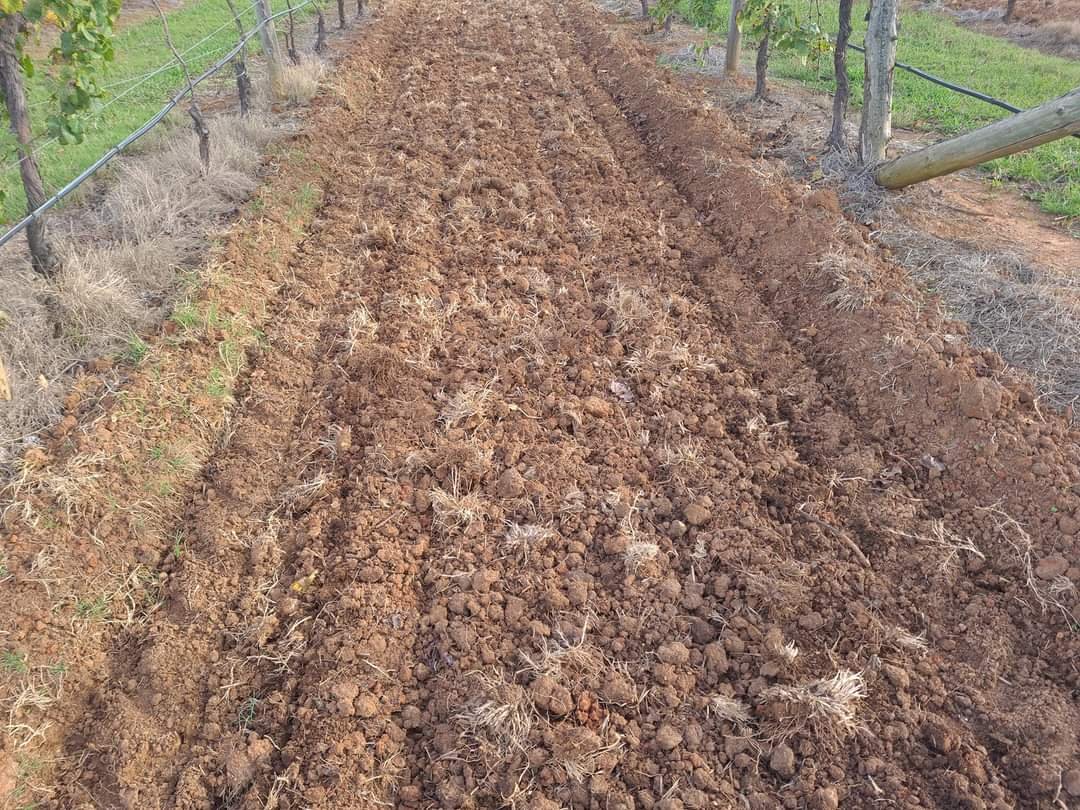 Getting ready to plant our cover crops in the Chardonnay this week as the weather starts to change.

 #huntervalleywinecountry #vines #chardonnay #covercrop