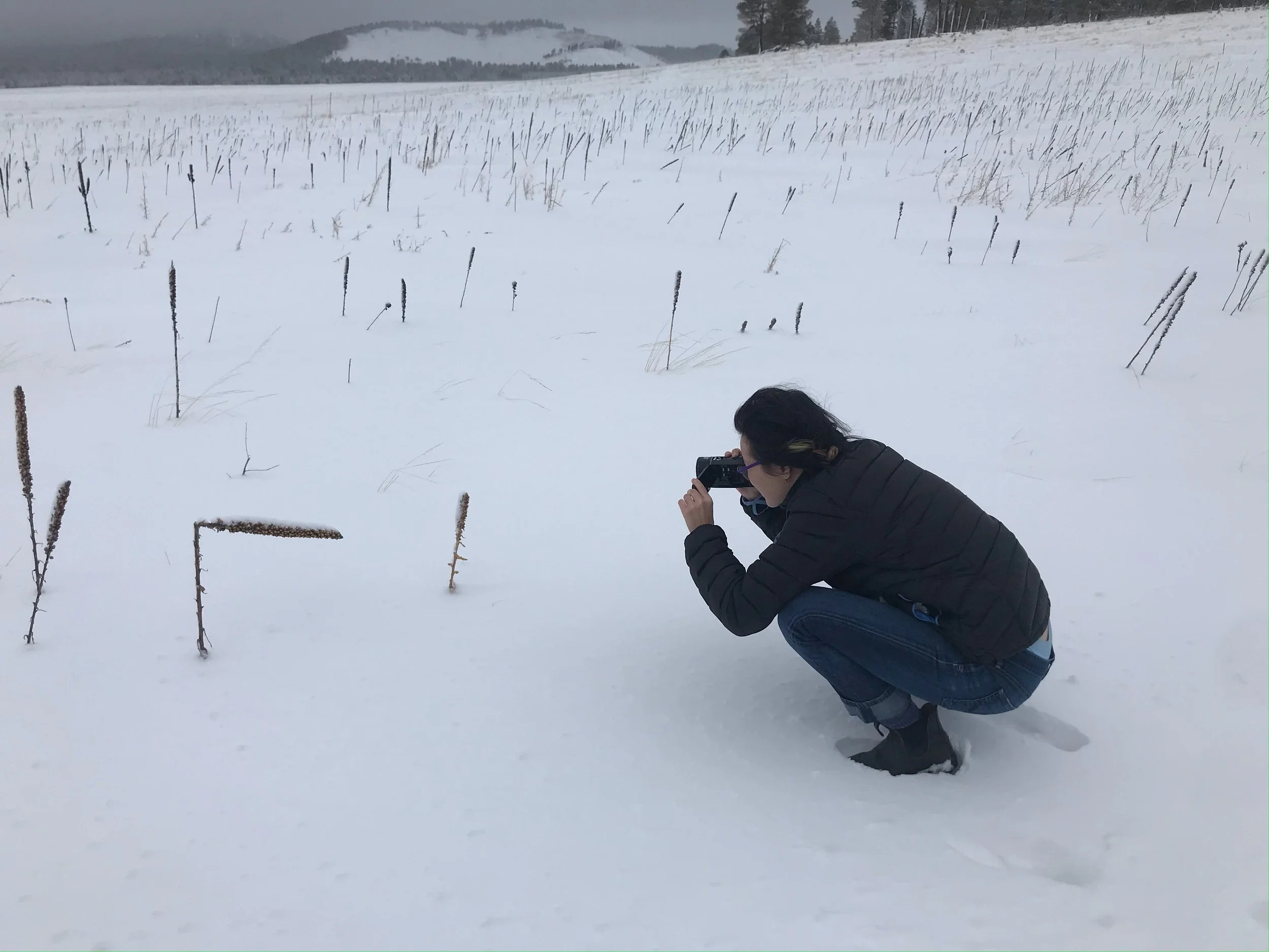 Alyson Wong dons her black hair in braids wearing blue jeans and a black down jacket crouches in an expanse of white snow with reeds emerging all around her with a video camera pointed at a reed about two feet away