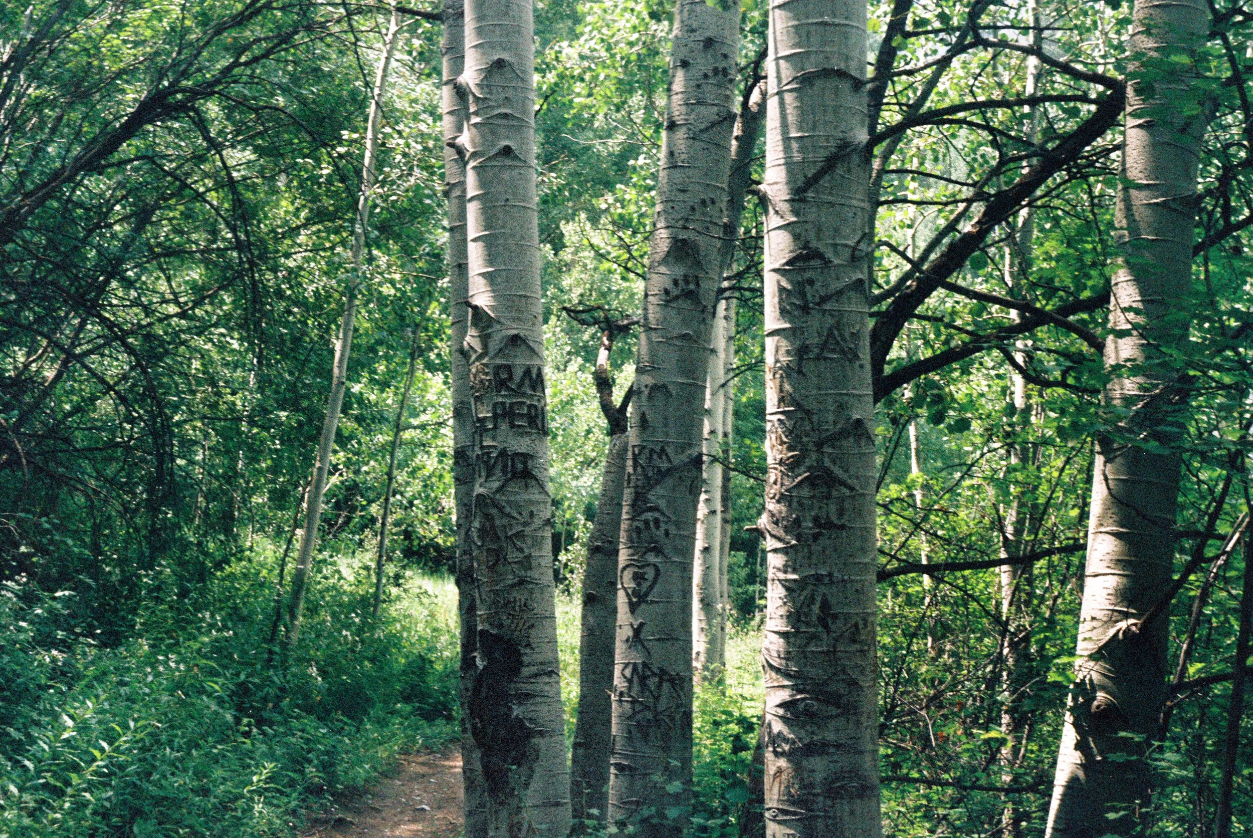 edited 2.5 trees.jpg