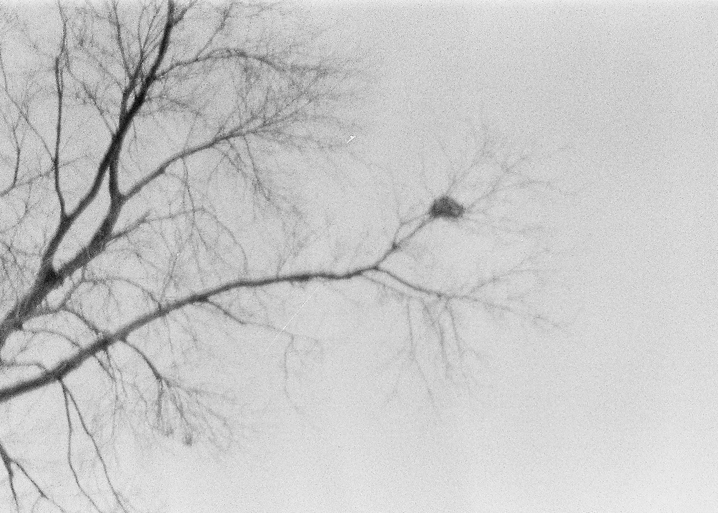 si 9 nest large.jpg