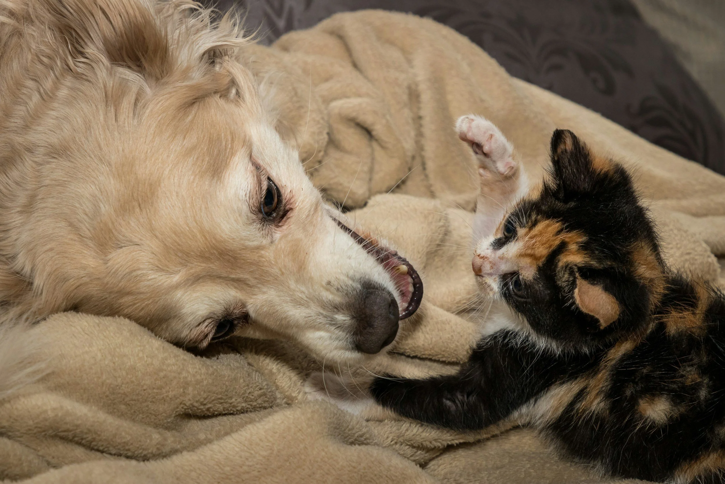 A puppy and a kitten lying on a blanket, facing each other and touching noses.
