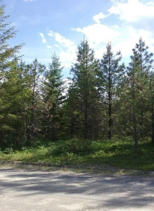 Prescribed+fire+after+planting.jpg
