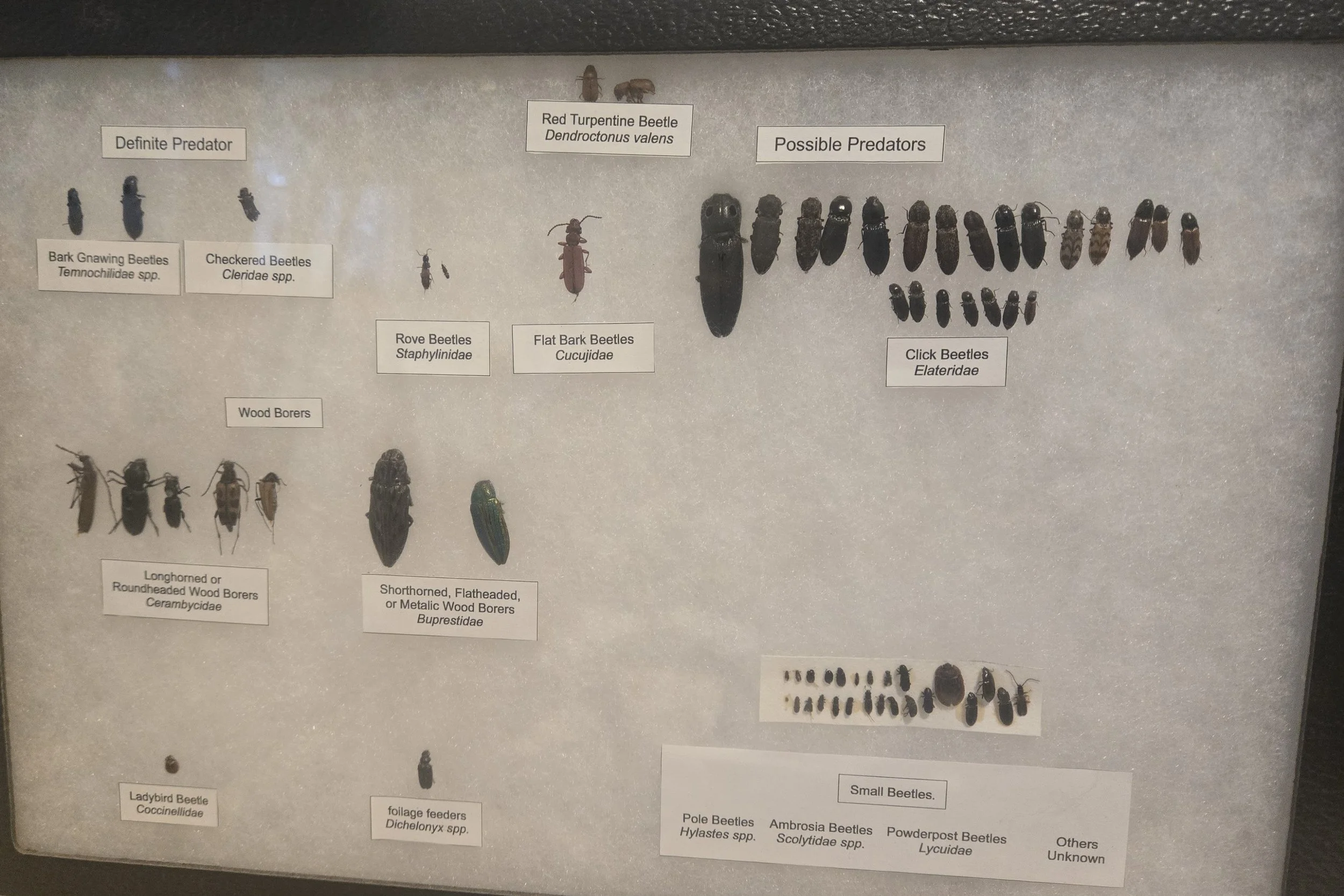 Forests &amp; Bark Beetles