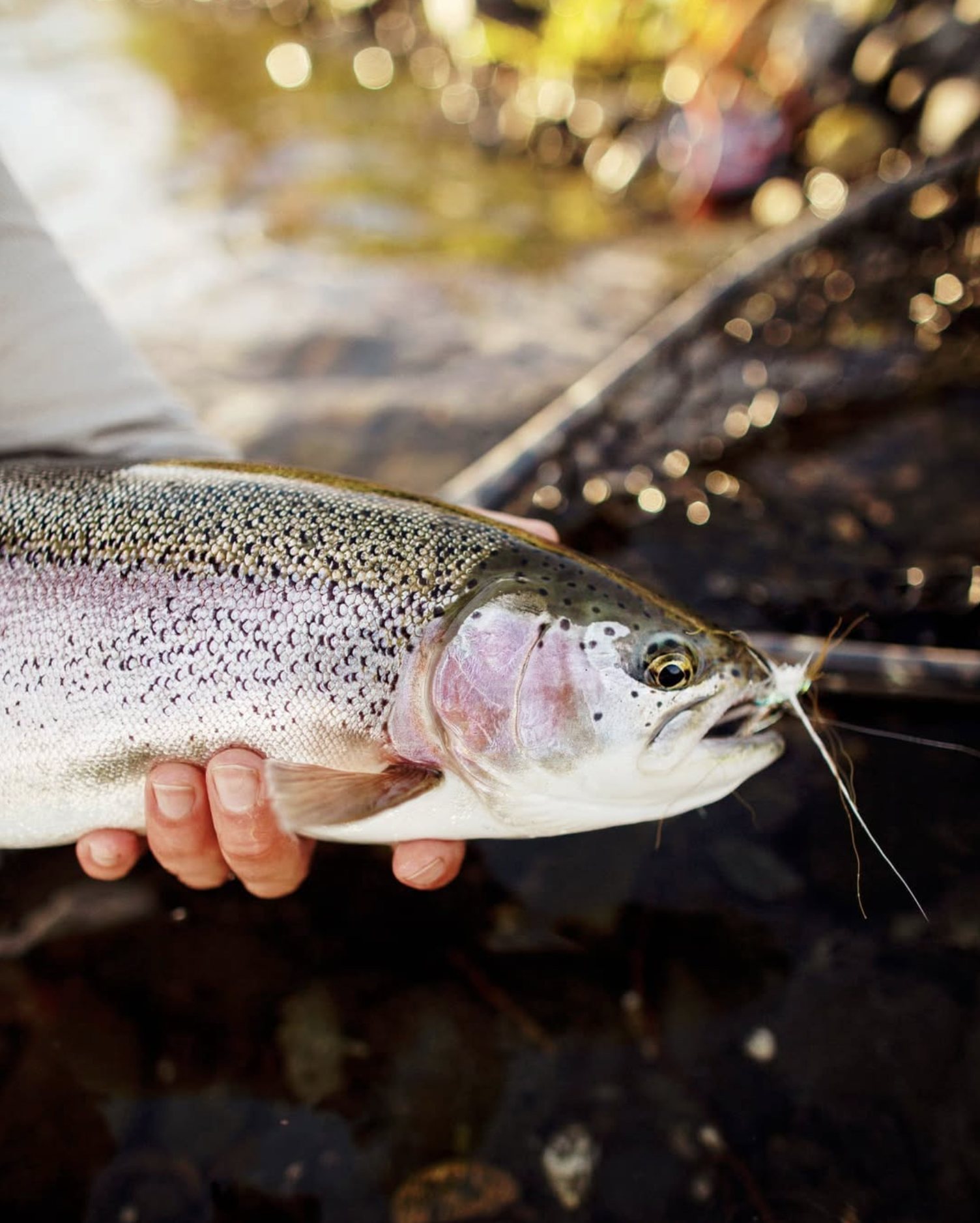 Screenshot 2026-03-27 at 4.21.50 PM.png