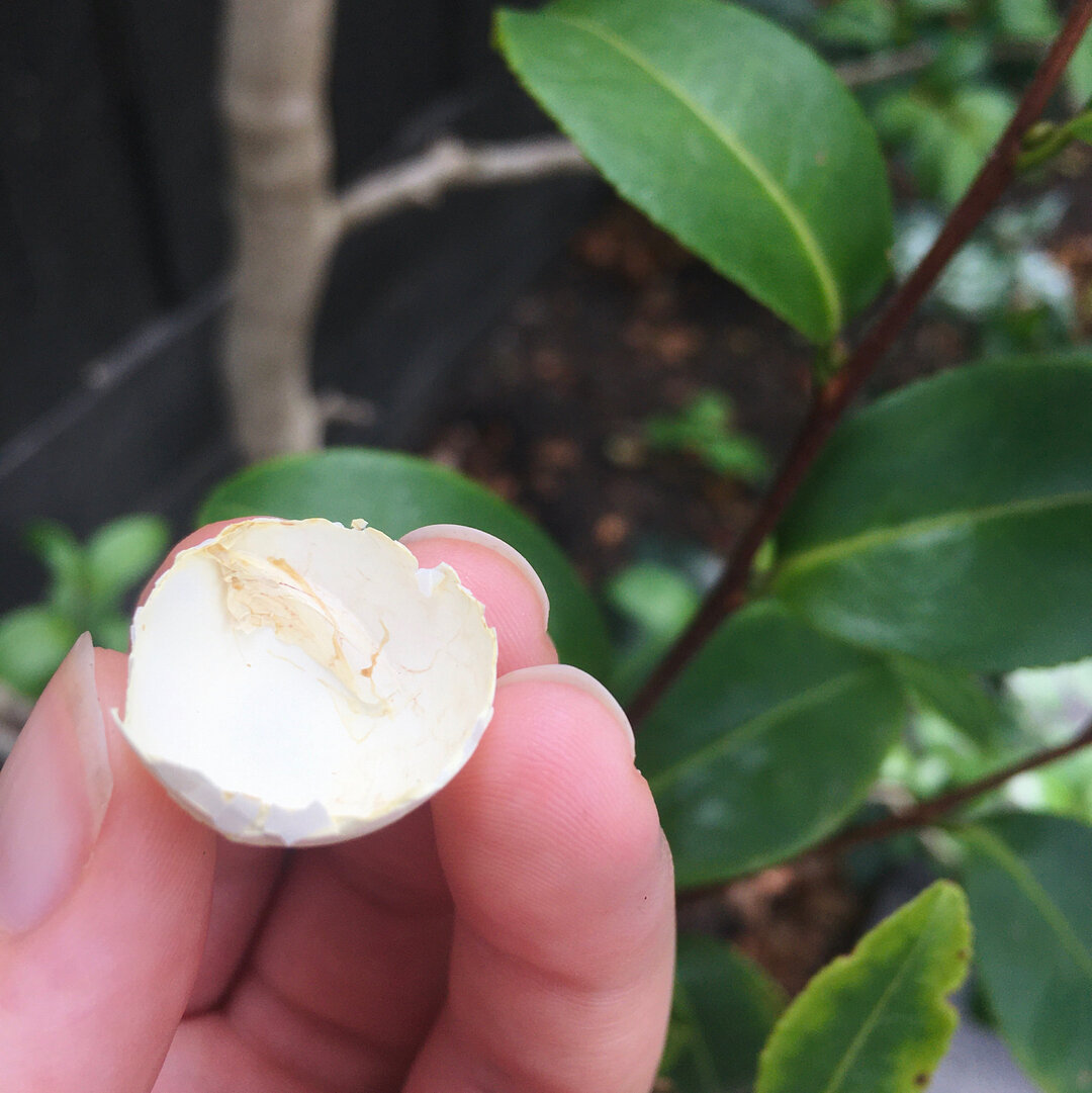 ✨ 𝗠𝗮𝗴𝗶𝗰 𝗼𝗳 𝘁𝗵𝗲 𝗠𝘂𝗻𝗱𝗮𝗻𝗲 ✨⠀⠀⠀⠀⠀⠀⠀⠀⠀
On New Year&rsquo;s Day this year, I was housesitting in the inner suburbs of Melbourne. During the morning I was watering the garden and came across this small cracked shell. When I found it, I intu