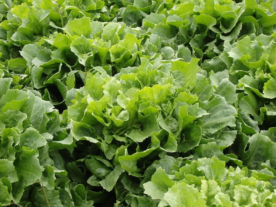 endiviensalat1.jpg