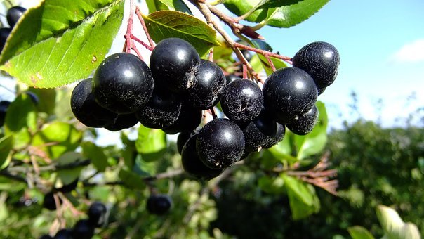 Aronia2.jpg