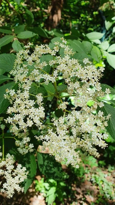 Hollerblüte.jpg