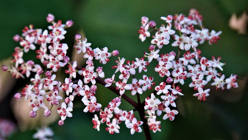 Rote Hollerblüten.jpg