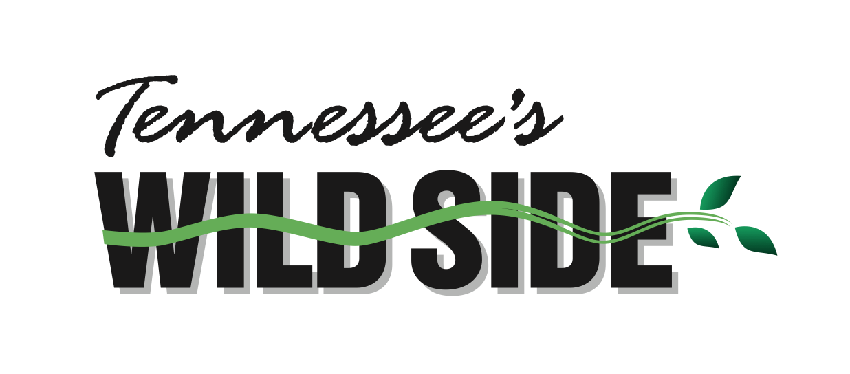 The 'WILDSIDE' logo in bold black letters with green plant vines and leaves intertwined across the text.