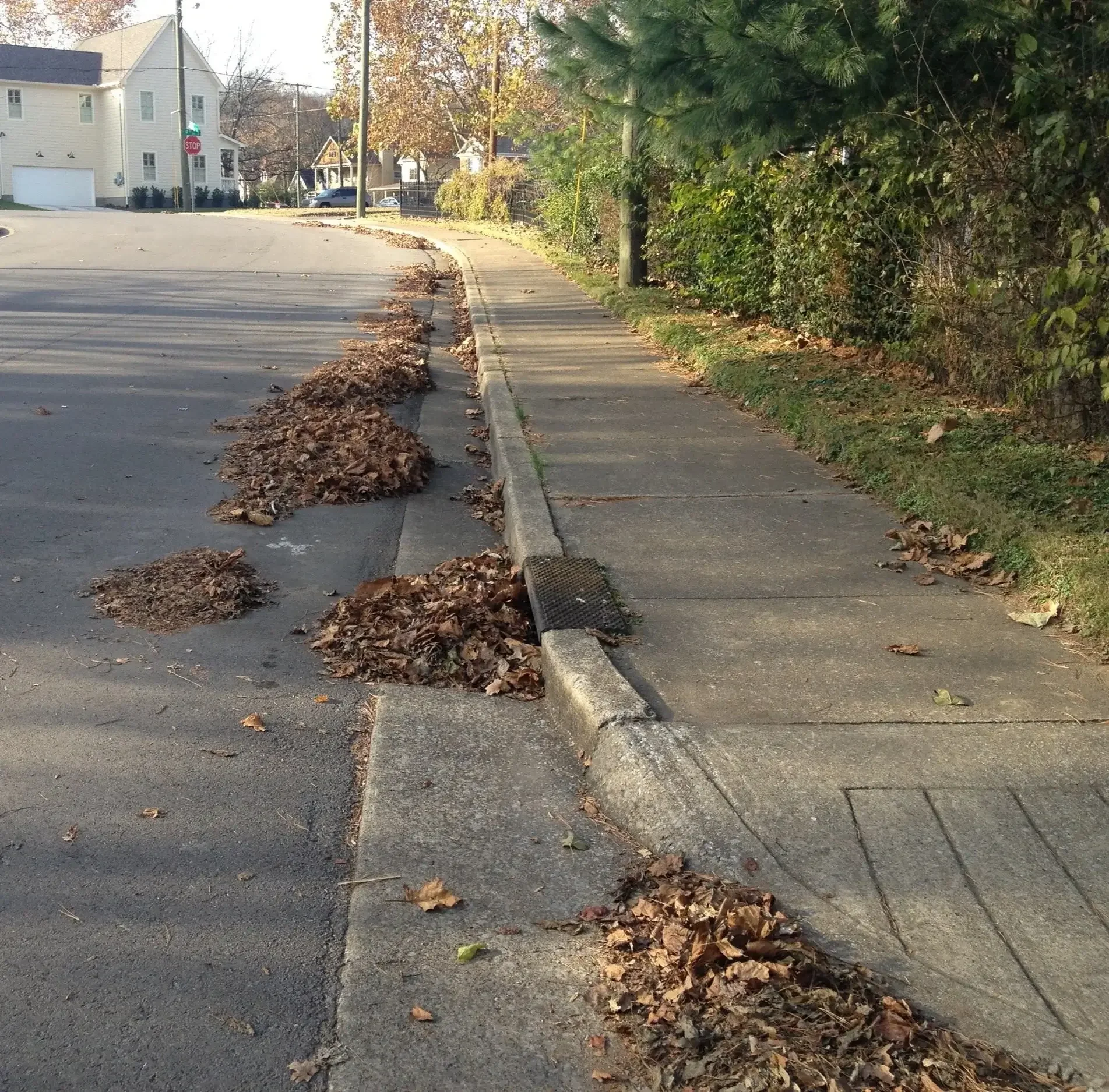 Storm-drain-leaves.webp