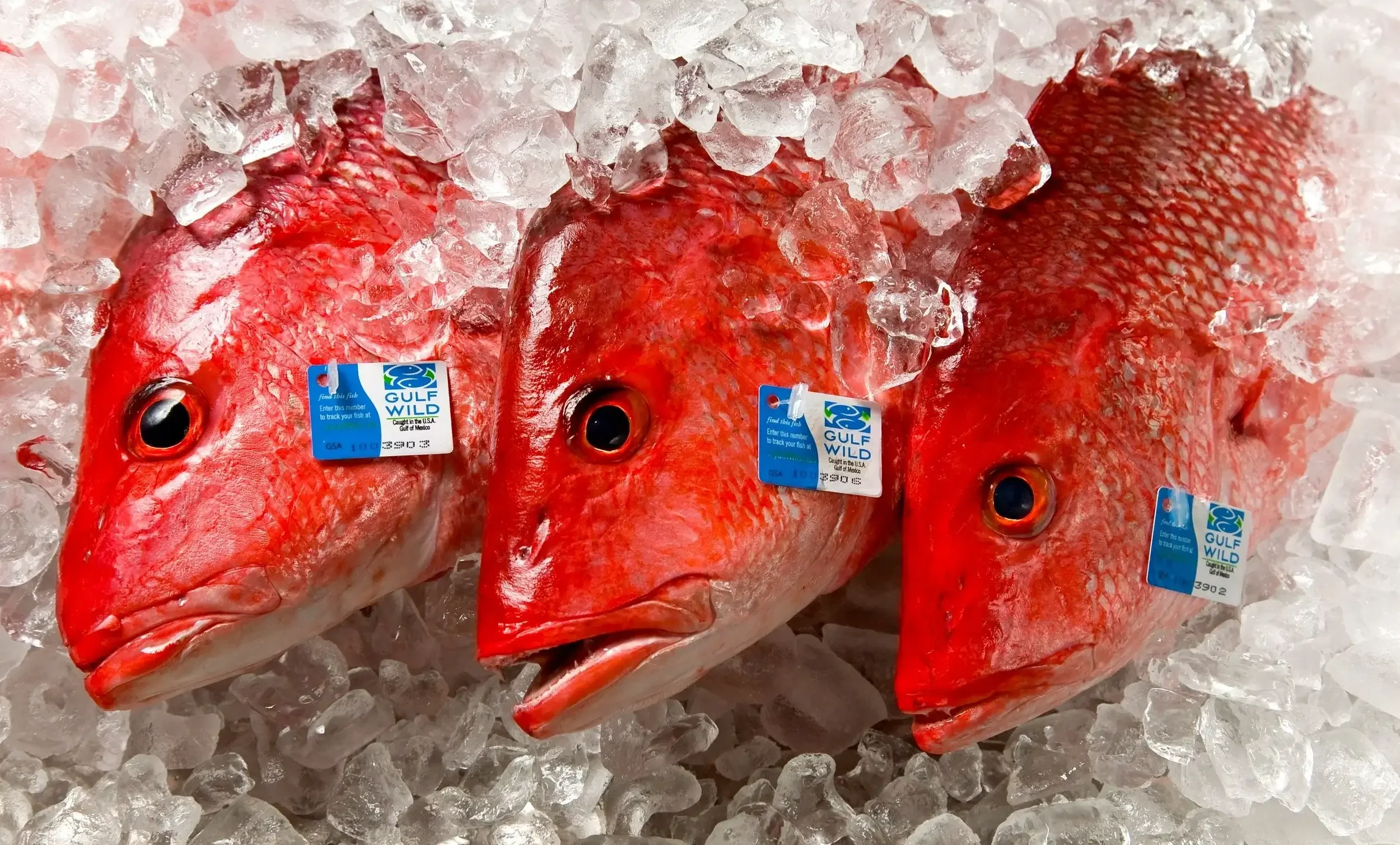 Photoshoot image of three American Red Snappers