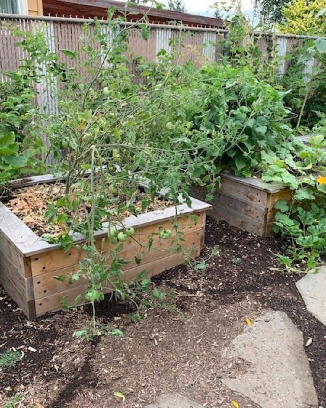 Growing food is good for eveything. 
#PortlandGardens #PortlandHealth #SummerGarden