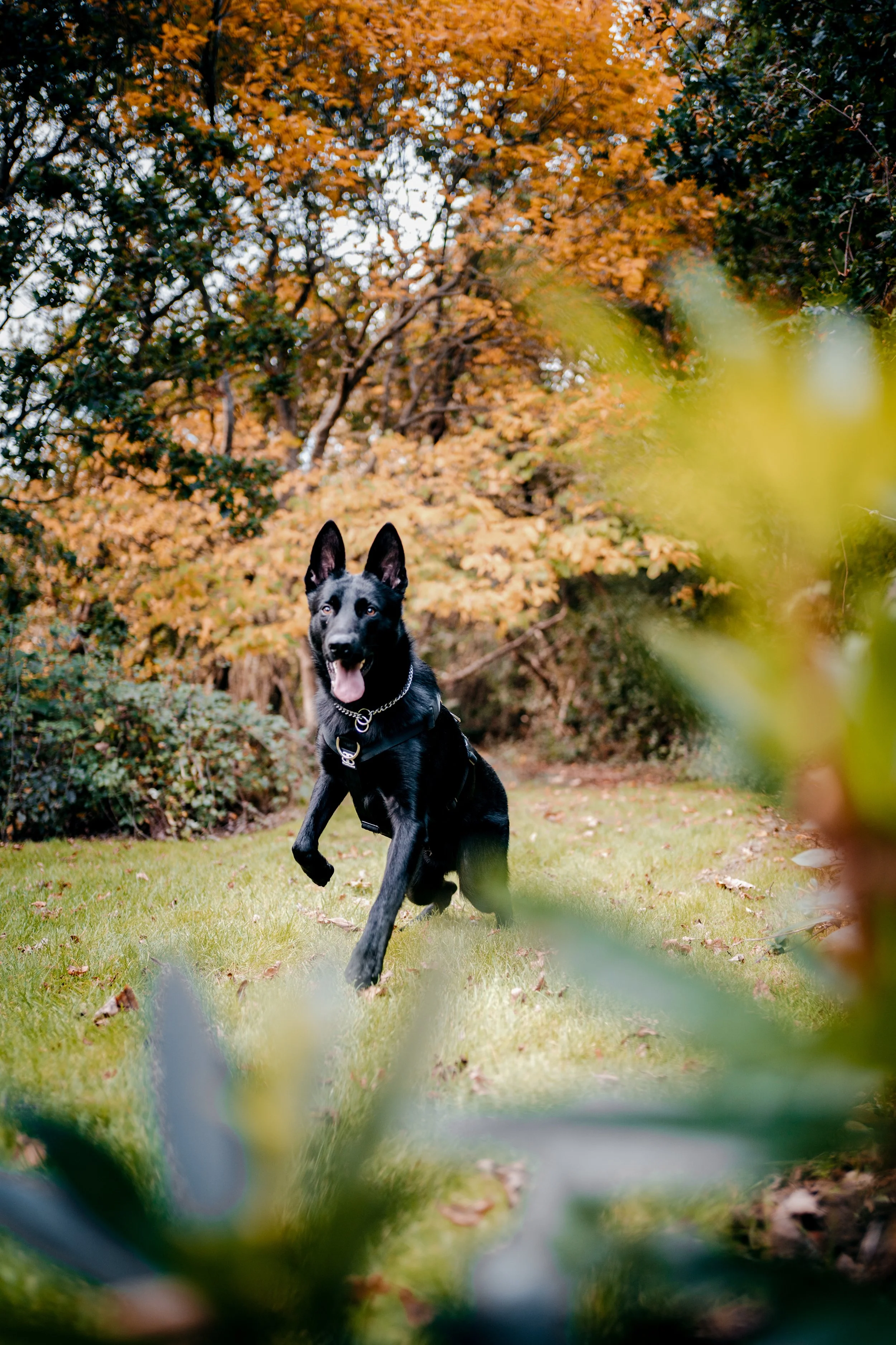 How Do Runners Protect Themselves From Dogs