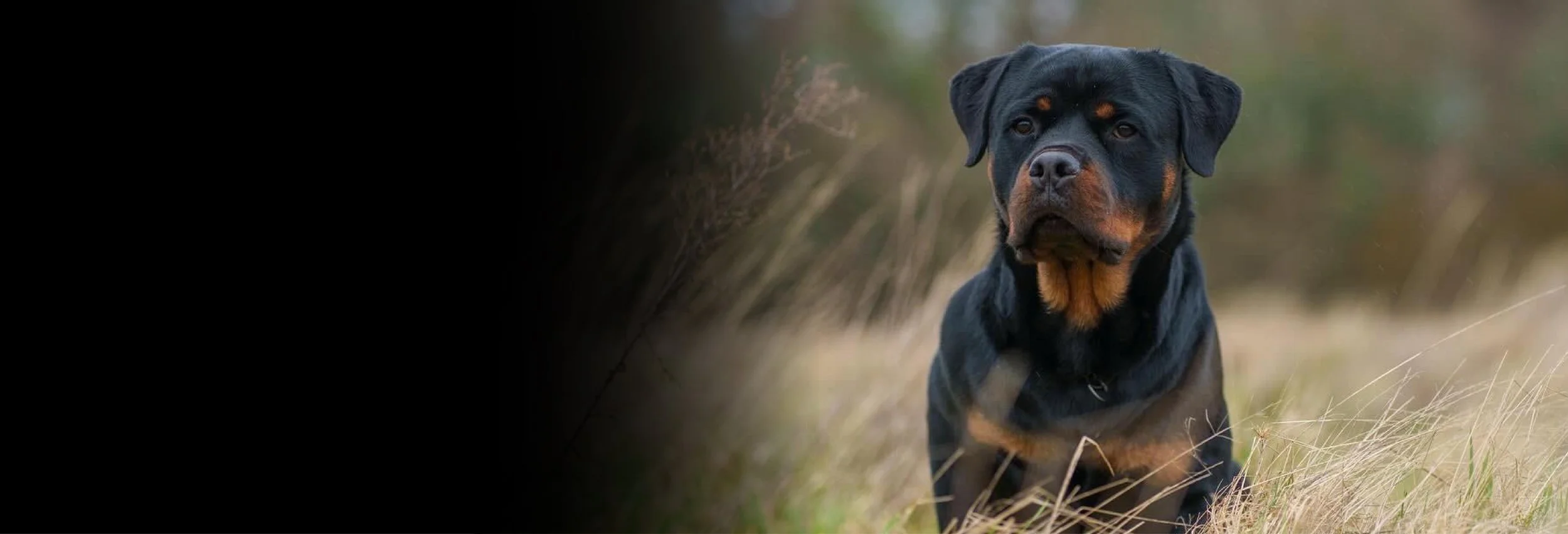 A Rottweiler dog sitting in a field of tall grass with a blurred background of natural foliage.