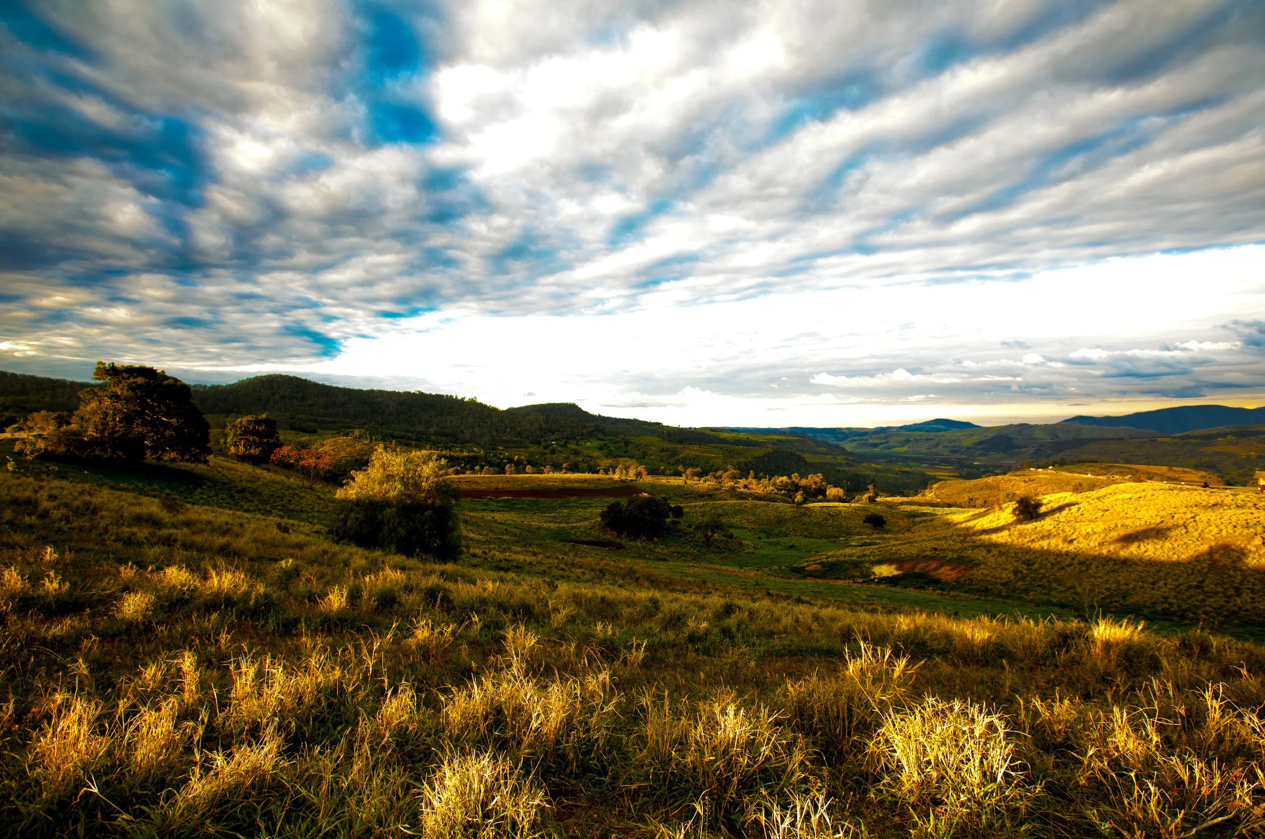 Gold Field Blue Skies 2.jpg