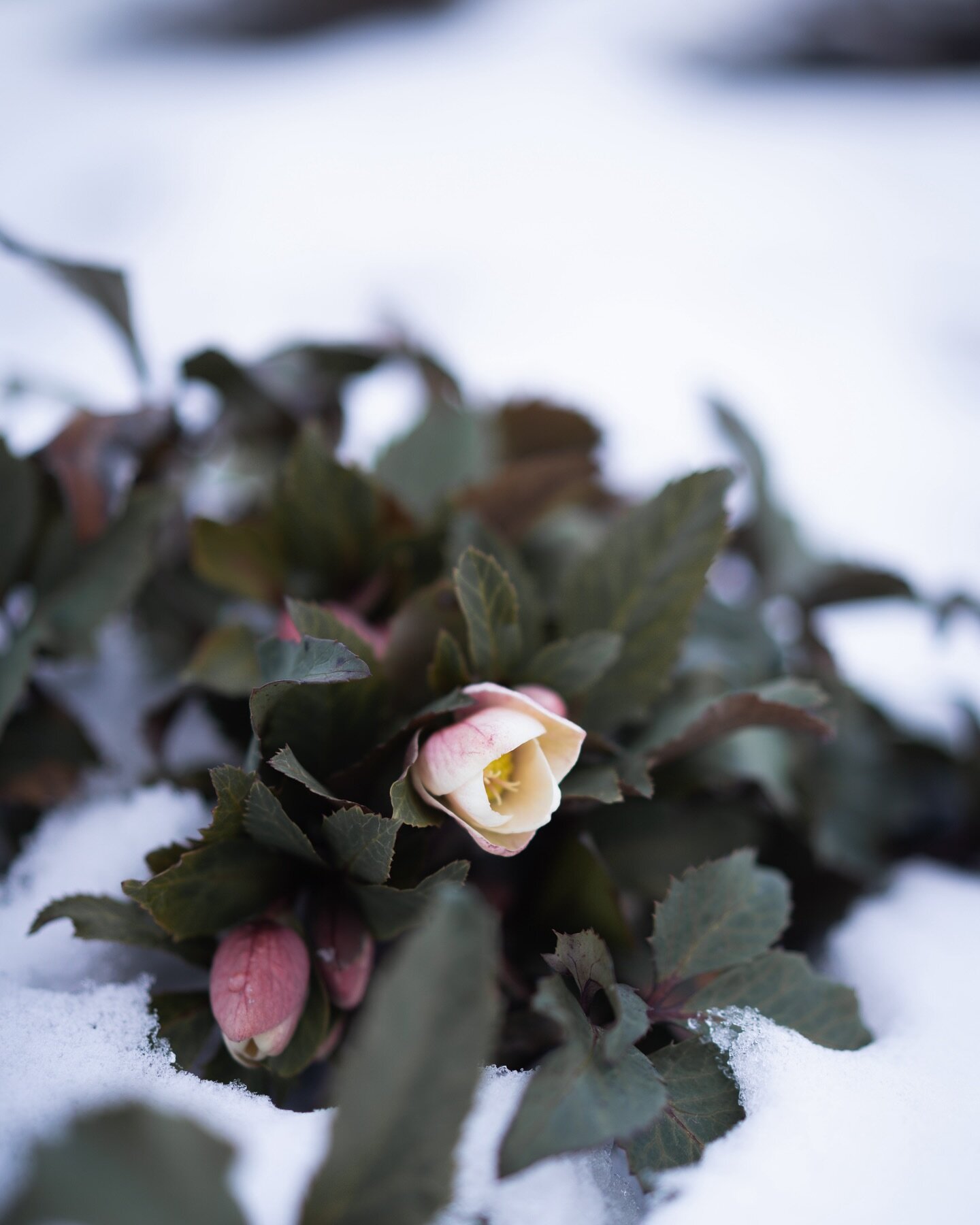 昨夜から降り続いた雪はあっという間に数十センチに達しました。これらの雪は、大地を優しく包み込み、宿根草の繊細な生命を守ります。
雪を纏ったクリスマスローズたちはその布団の中でどこか嬉しそうです🧑&zwj;🌾

#美しい花を美しく育てる 
#yariflowerfarm 

#クリスマスローズ #helleborus 
#花 #フラワー #花屋 #花のある暮らし #花のある生活 #flower #flowerstagram #flowerslovers #flowerpic #flowerof