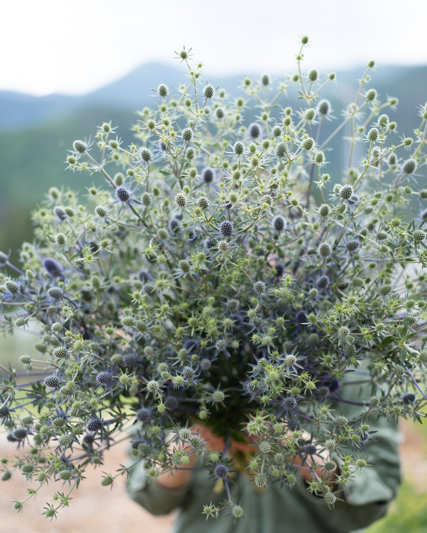 エリンジウムが最盛期を迎えています。
青みを帯びた茎に、星のような花姿。鋭さをまといながらも、どこか透き通るような佇まいに、毎年心を奪われます。
暑さが本格化する前の、ほんのわずかな季節だけに咲く姿。
手に取ると、北アルプスから吹き下ろす風が、少し優しく感じられました。

#美しい花を美しく育てる 
#yariflowerfarm 

#エリンジウム #エリンジウムブルーグリッター #eryngium