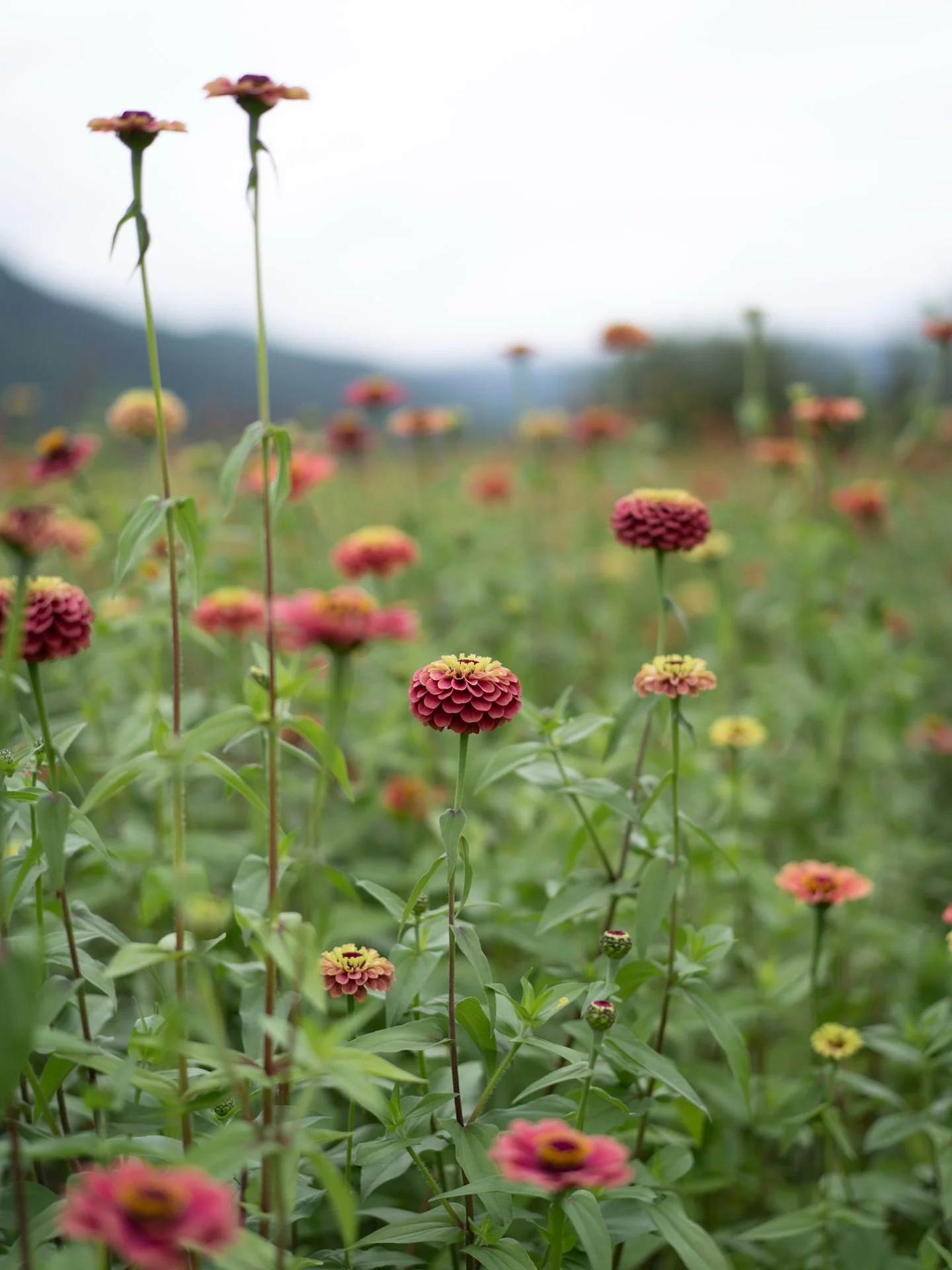 今朝の気温は2度。空気がきりりと冷たく、畑の景色も冬の気配を帯びてきました。
長いあいだ農園を彩ってくれたジニアとも、そろそろお別れ。
季節がひとつ、終わりを告げようとしています。

#美しい花を美しく育てる 
#yariflowerfarm 

#ジニア 
#ジニアクイーンレッドライム 
#zinnia 
#zinniaqueenredlime