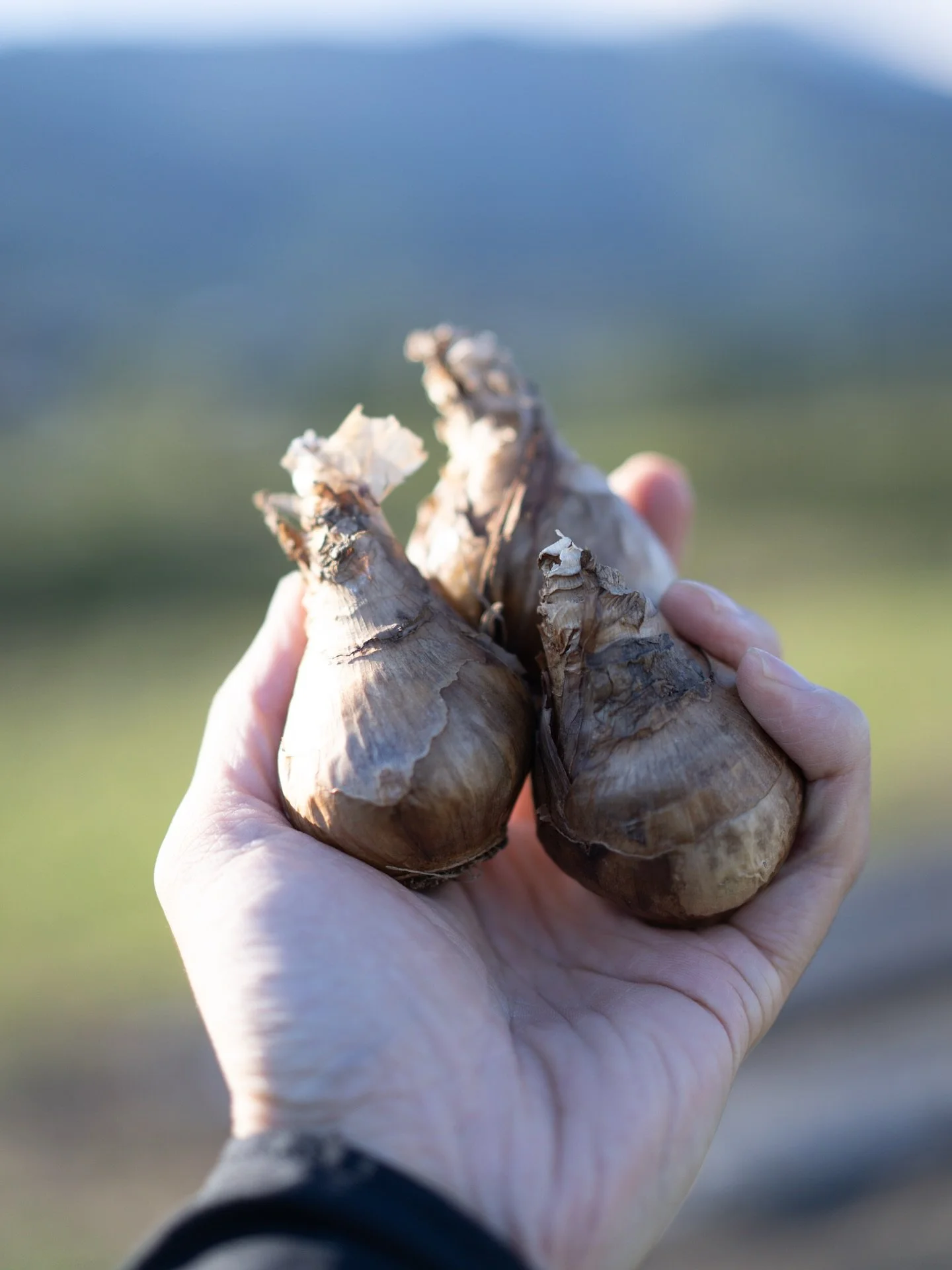 気温が下がり、収穫量は少しずつ減ってきました。
それでも畑では、来春に向けたスイセンやシャクヤクの植え付けが進んでいます。
畑の土の下では、早くも春を待つ時間が流れ始めています。

#美しい花を美しく育てる 
#yariflowerfarm