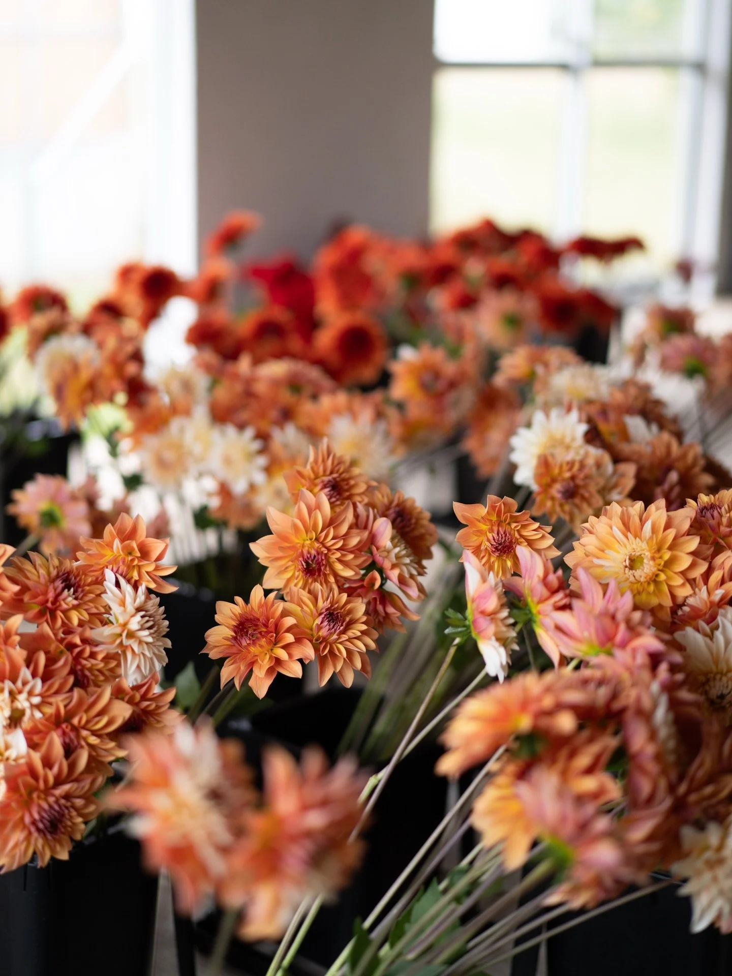 今日は一日、雨が降り続いています。
植え付けを終えたばかりの芍薬や水仙たちには、きっと恵みの雨になったはず。
先週まで選花場を彩っていたダリアたちは、気づけばその数もぐっと減りました。
ほっとするような、少し寂しいような気持ちです。

#美しい花を美しく育てる 
#yariflowerfarm 

#ダリア 
#ダリアパーラー 
#dahlia
