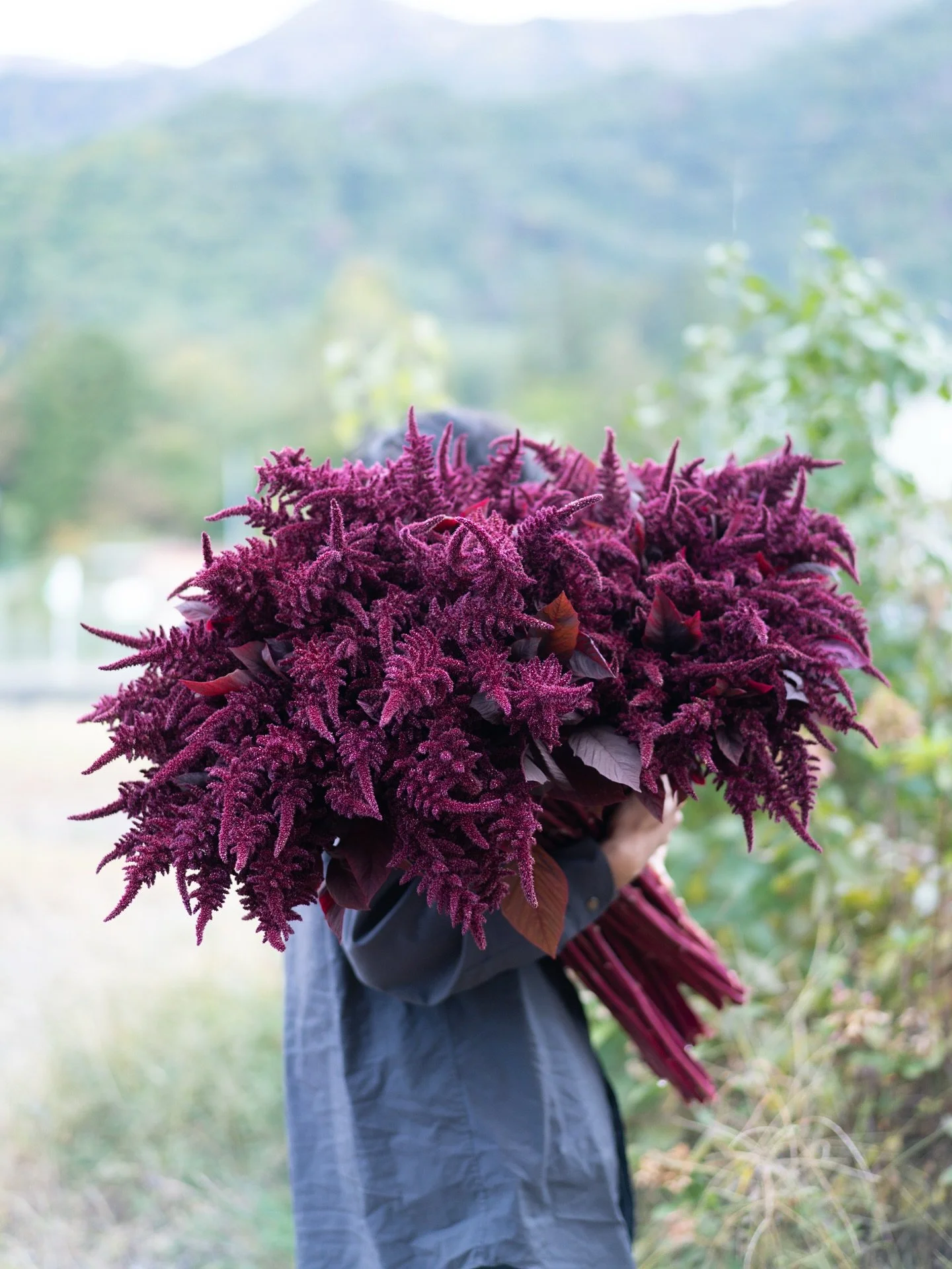 明後日は霜が降りそうです。アマランサスの収穫もいよいよ終盤。冷たい空気に触れた花たちは、いっそう深く、美しい色を見せてくれています。

#美しい花を美しく育てる
#yariflowerfarm
#アマランサス
#amaranthus