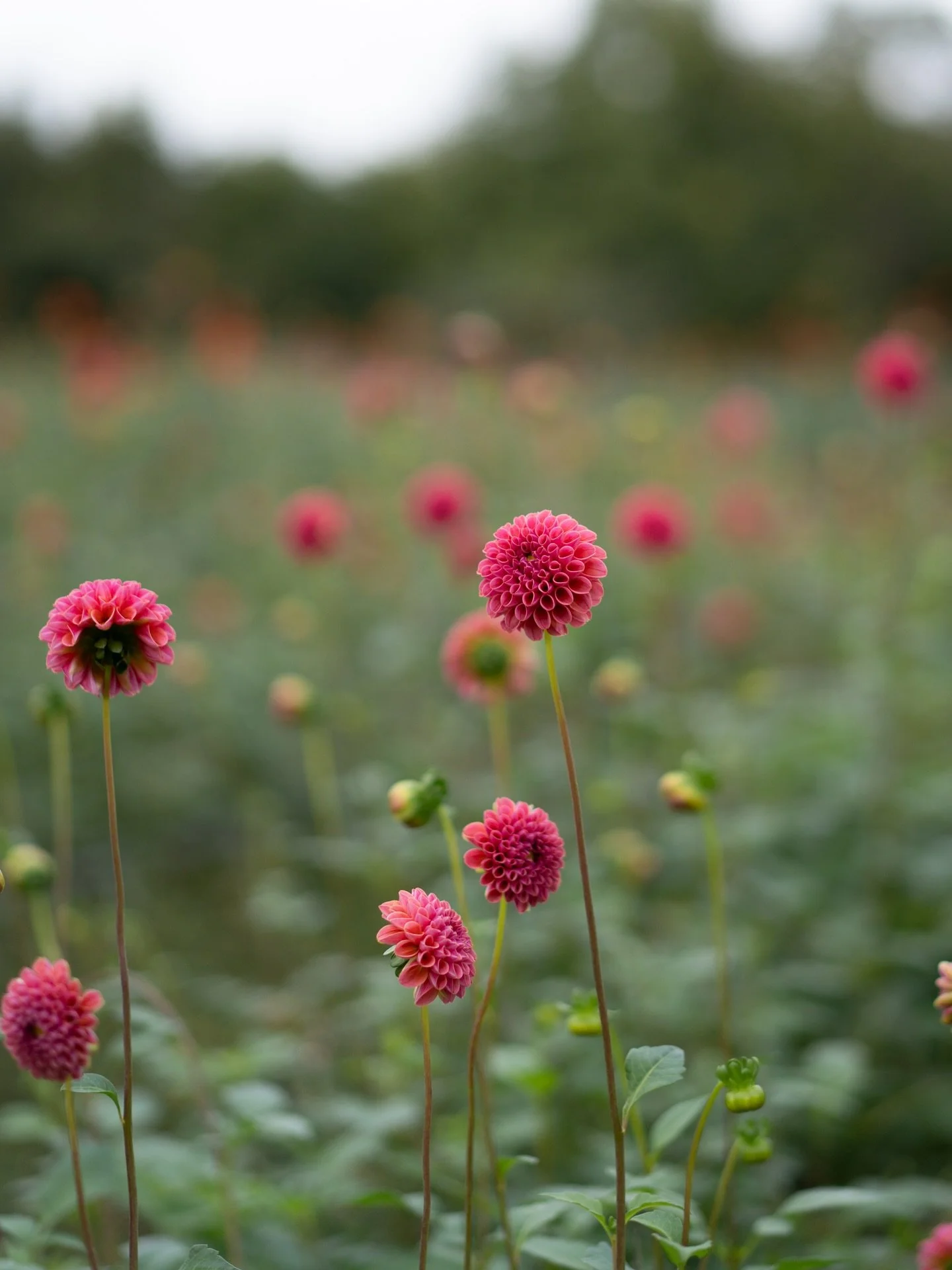 明日は初霜の予報。北アルプスの稜線には、うっすらと雪が見え始めています。
冷え込みが進むたびに、花たちは静かにその季節を終えていきます。農園の空気にも、冬の気配がゆっくりと混じり始めました。

#美しい花を美しく育てる 
#yariflowerfarm 

#ダリア 
#dahlia