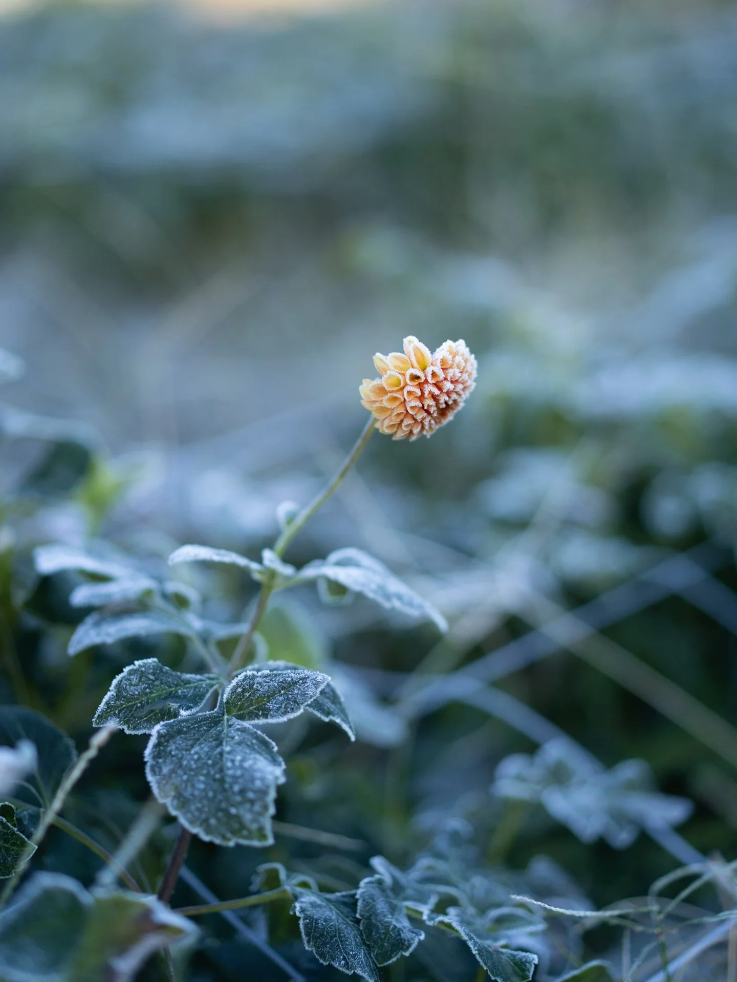今朝、安曇野に初霜が降りました。昨年より10日ほど早く、秋の短さを思います。まだ蕾の花も、時が止まったように白く輝いていました。

寒冷地の露地栽培では、霜が降りたらそこで終わり。どんなに名残があっても、自然が静かに幕を下ろします。抗うことのできないそのルールの中で、生かされていることを改めて感じます。大変でありながら、その潔さがどこか心地良くもあるのが不思議です。

季節はゆっくりと南へ。安曇野の花づくりを受け継ぐように、これから沖縄農園で新しい季節を育てていきます。

#美しい花を美しく育て