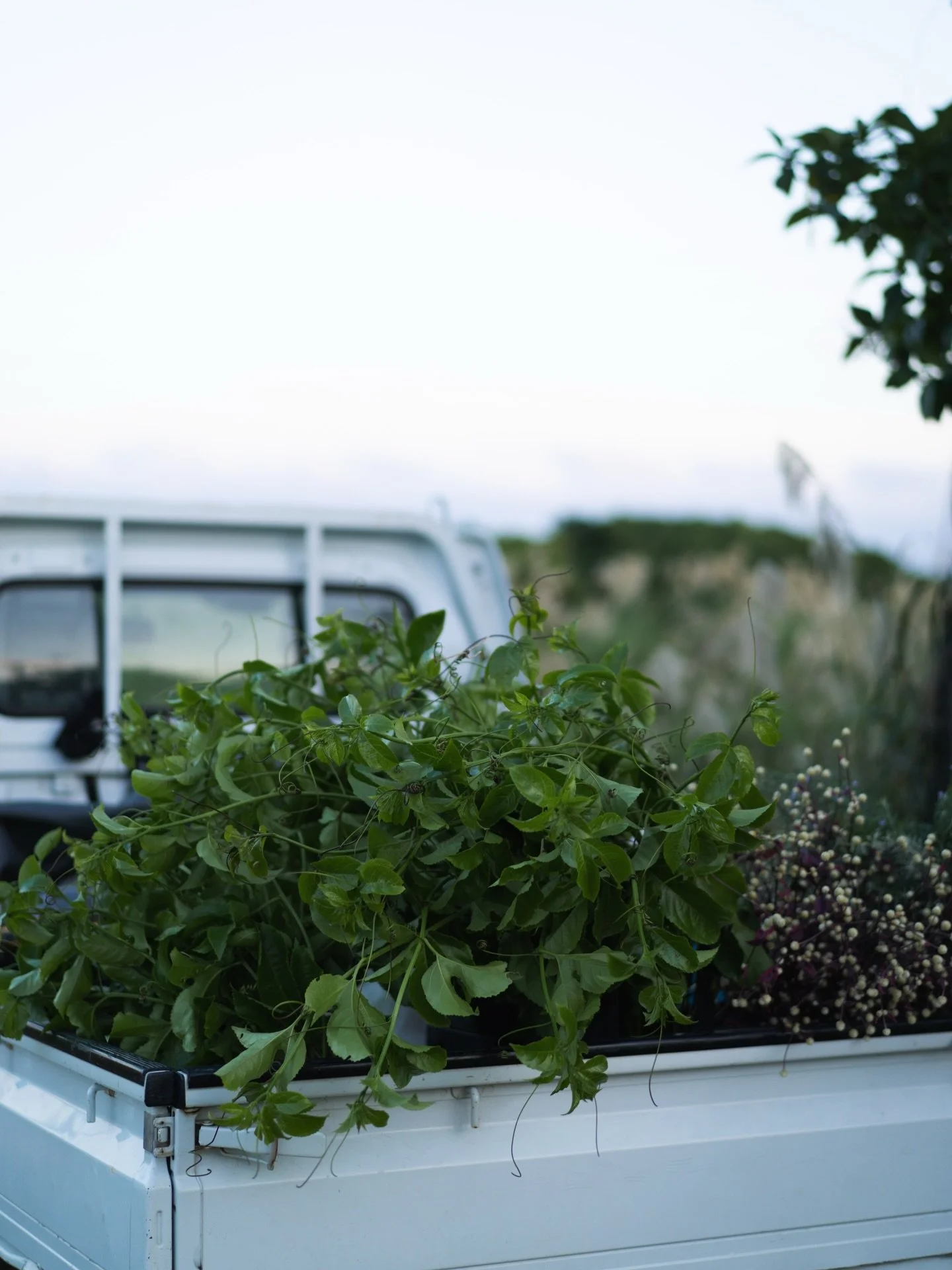 昨日は全国的に寒波がきていたようで、安曇野農園では雪が積もり、氷点下10℃近くまで下がったと連絡がありました。

その一方で、夜でも20℃を超える沖縄農園では、昨シーズンに仕込んだ花材を少しずつ市場へ送り出しています。

荷台のパッションフルーツ（クダモノトケイソウ）は、この土地の冬らしい温かさに支えられ、のびやかに葉を重ねています。南国らしい野生味を残しつつ、扱いやすく仕立ててみました。

#美しい花を美しく育てる 
#yariflowerfarm
#yariflowerfarm沖縄農園