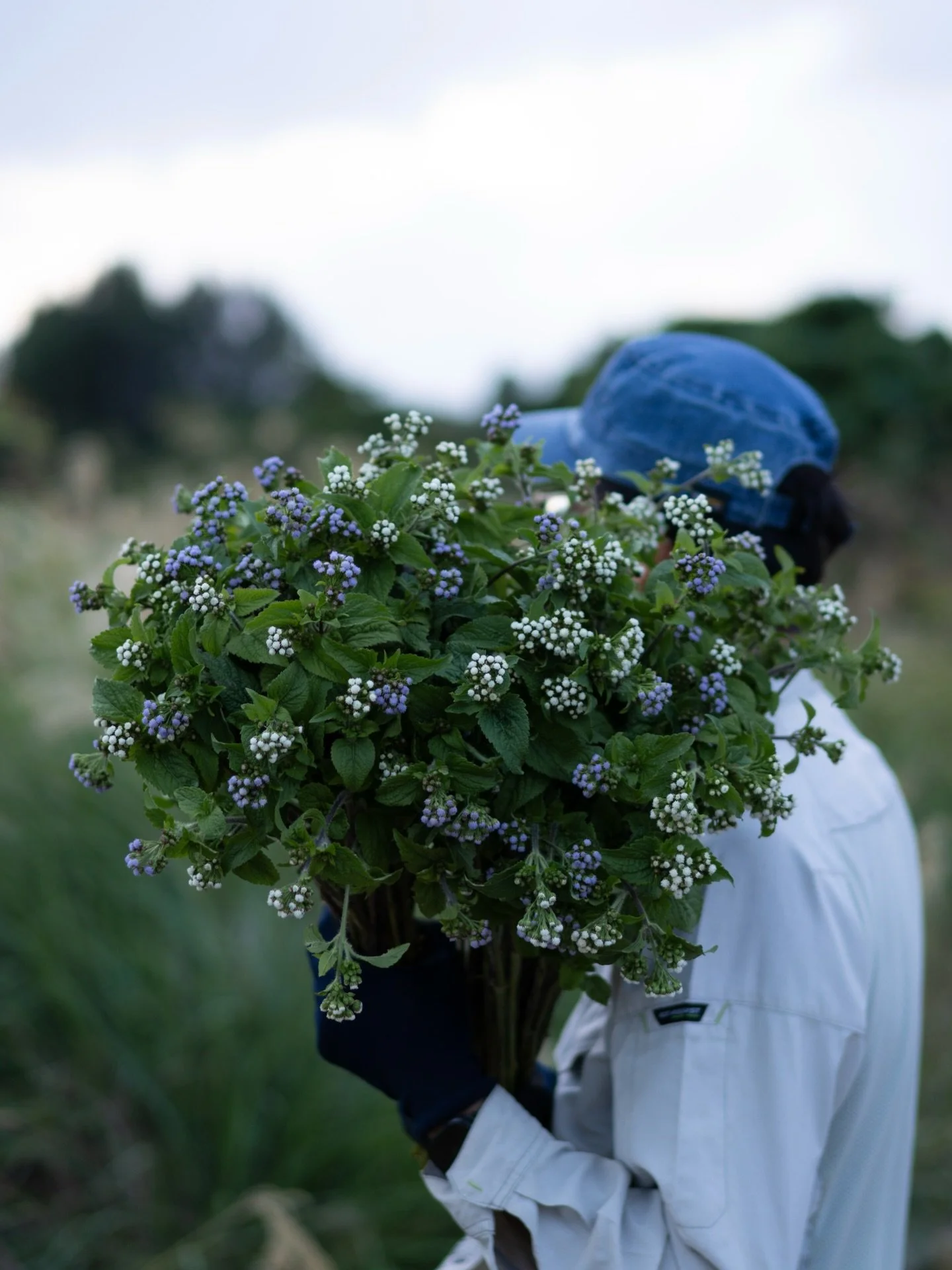 アゲラタムが咲き始めました。
沖縄農園では、安曇野農園とは異なる取り組みを重ねています。その一つが、この土地に自生する植物に改めて目を向け、花としての魅力を見つめ直すこと。
季節に応じて咲き進む姿は、決して派手ではありませんが、農園をやさしく彩っています。

#美しい花を美しく育てる 
#yariflowerfarm
#yariflowerfarm沖縄農園 
#アゲラタム 
#ageratum