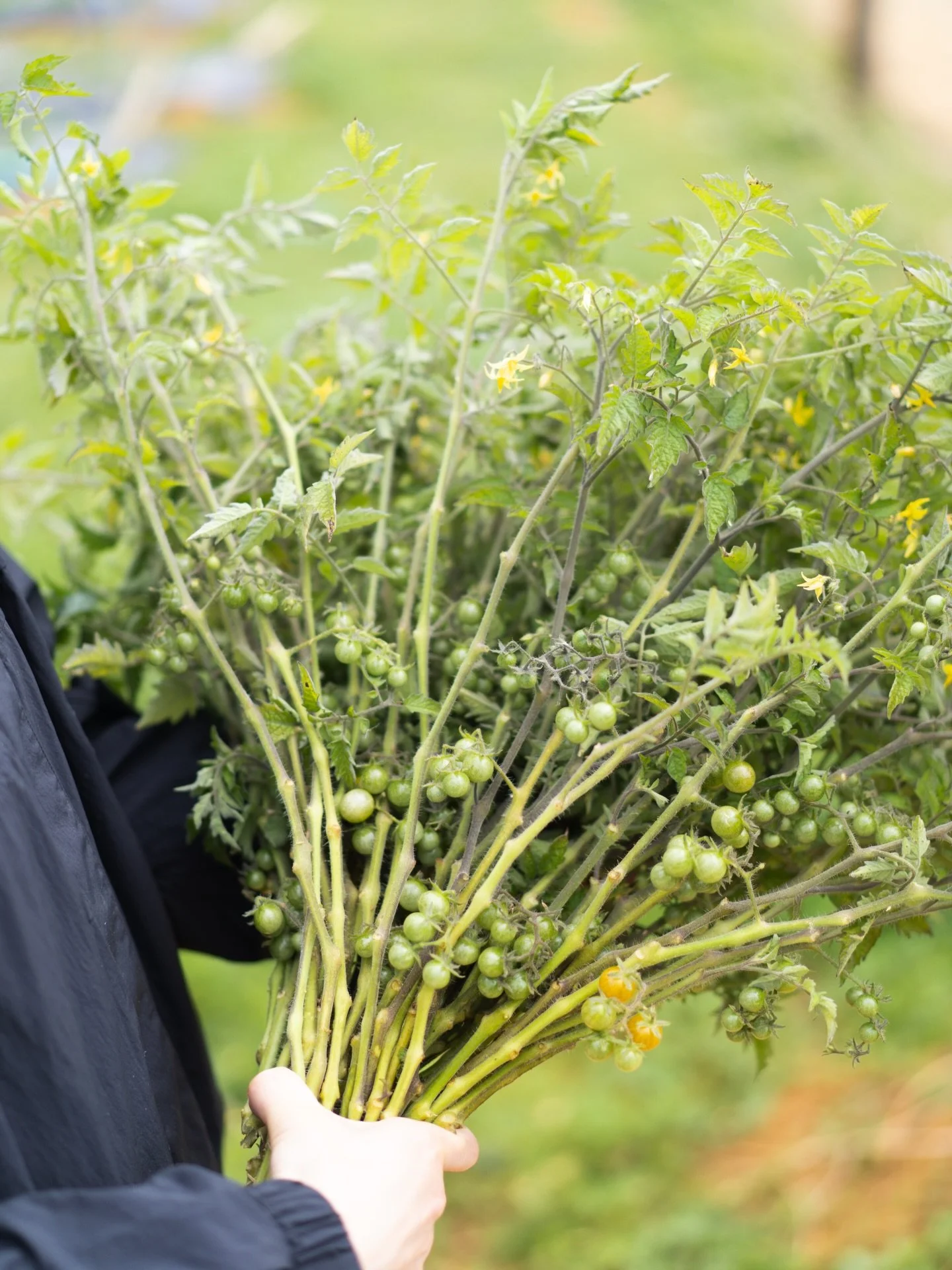 沖縄農園の気温は20℃前後。湿度もほどよく、身体を動かすのが心地よい日が続いています。暑さや寒さに揺さぶられる安曇野とは異なり、落ち着いた環境で農作業に向き合えることに、新鮮さを覚えます。

そして今年も、トマトリーフの出荷が始まりました。見慣れた赤とは異なる、やわらかな緑の実。鋏を茎に入れると、切り口から爽やかな香りが広がります。

#美しい花を美しく育てる 
#yariflowerfarm
#yariflowerfarm沖縄農園 
#トマトリーフ