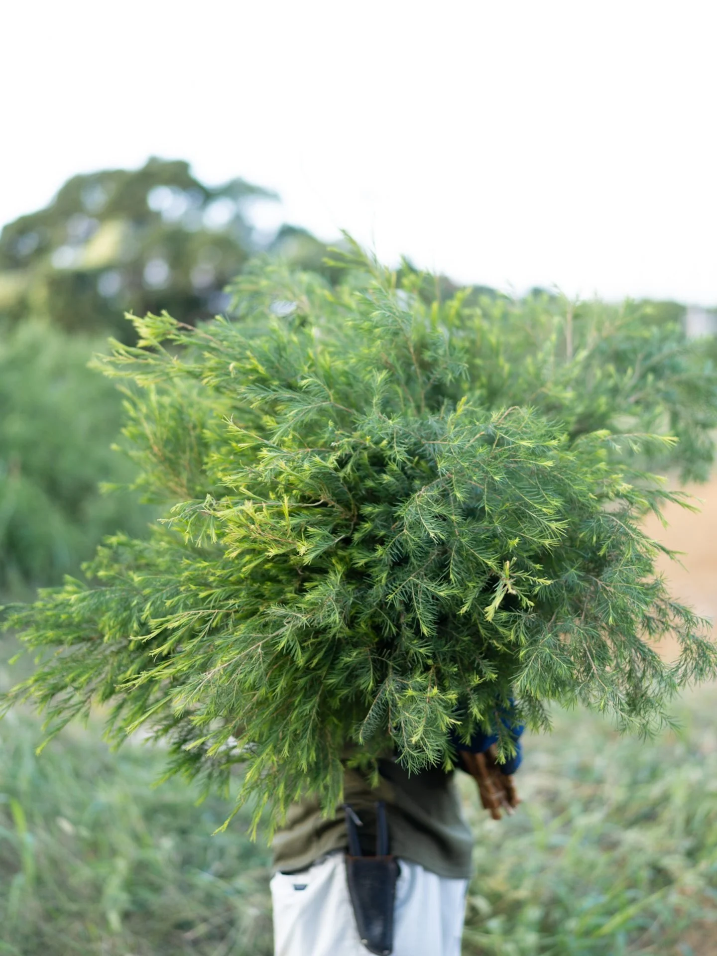 早いもので、12月も下旬。沖縄農園の葉物花材の出荷は、ひと区切りを迎えました。昨年植えた株は、安曇野では考えられないほど枝を広げ、年内の出荷をしっかりと支えてくれました。

一年を通して温暖な気候が、植物の歩みを後押ししているのでしょうか。生き生きとした姿に触れるたび、こちらも自然と力をもらっています。

#美しい花を美しく育てる 
#yariflowerfarm
#yariflowerfarm沖縄農園 
#jaおきなわ