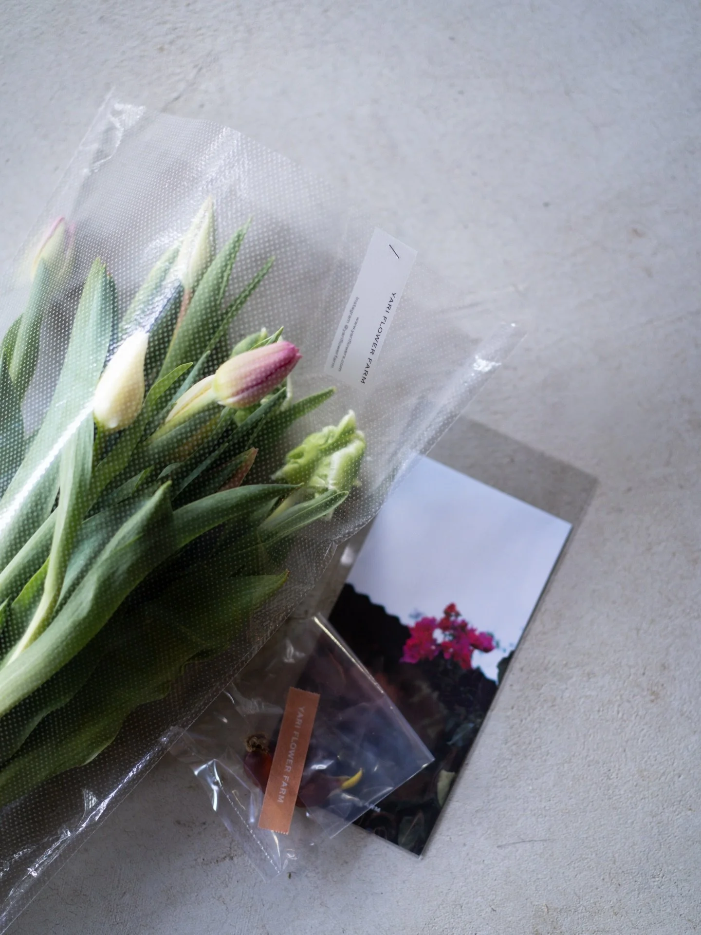 沖縄農園をメンバーに託し、安曇野農園に一時的に戻ってきました。今朝の安曇野は、氷点下10℃ほど。身が引き締まるような冷え込みです。

戻るなり、FARM MEMBERの発送作業を進めています。
今月は、毎年恒例のセンティアさんのチューリップに加えて、沖縄農園で育てているミニチューリップの球根も同封しました。

花を愛でる時間と、育てる時間。そのどちらも楽しんでもらえたら嬉しいです。

#美しい花を美しく育てる 
#yariflowerfarm 
#センティア 
#scentia 
#tulip