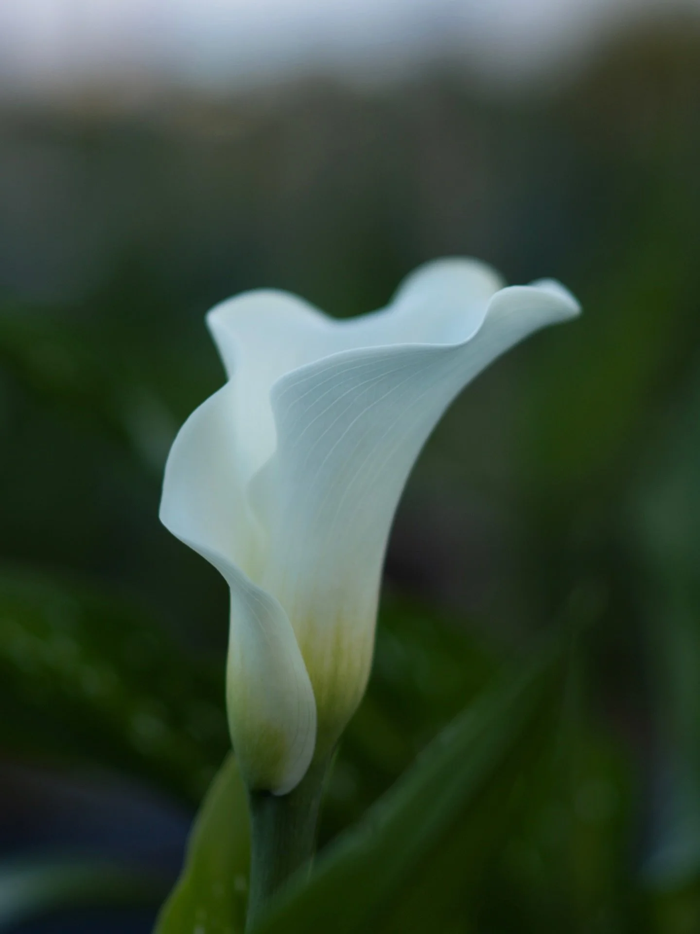 明けましておめでとうございます。

沖縄農園では年明け早々に次々とカラーが咲き始めています。日が傾くころ、淡く光をまとう白い苞。茎へ近づくほどに、緑へ移ろう色の重なり。その繊細な葉脈も重なり、カラーの美しさが際立って見えました。

今年も花とともに、新しい景色を一つずつ積み重ねていけたらと思います。本年もよろしくお願いいたします。

#美しい花を美しく育てる 
#yariflowerfarm
#yariflowerfarm沖縄農園 
#calla 
#カラーピュアアート