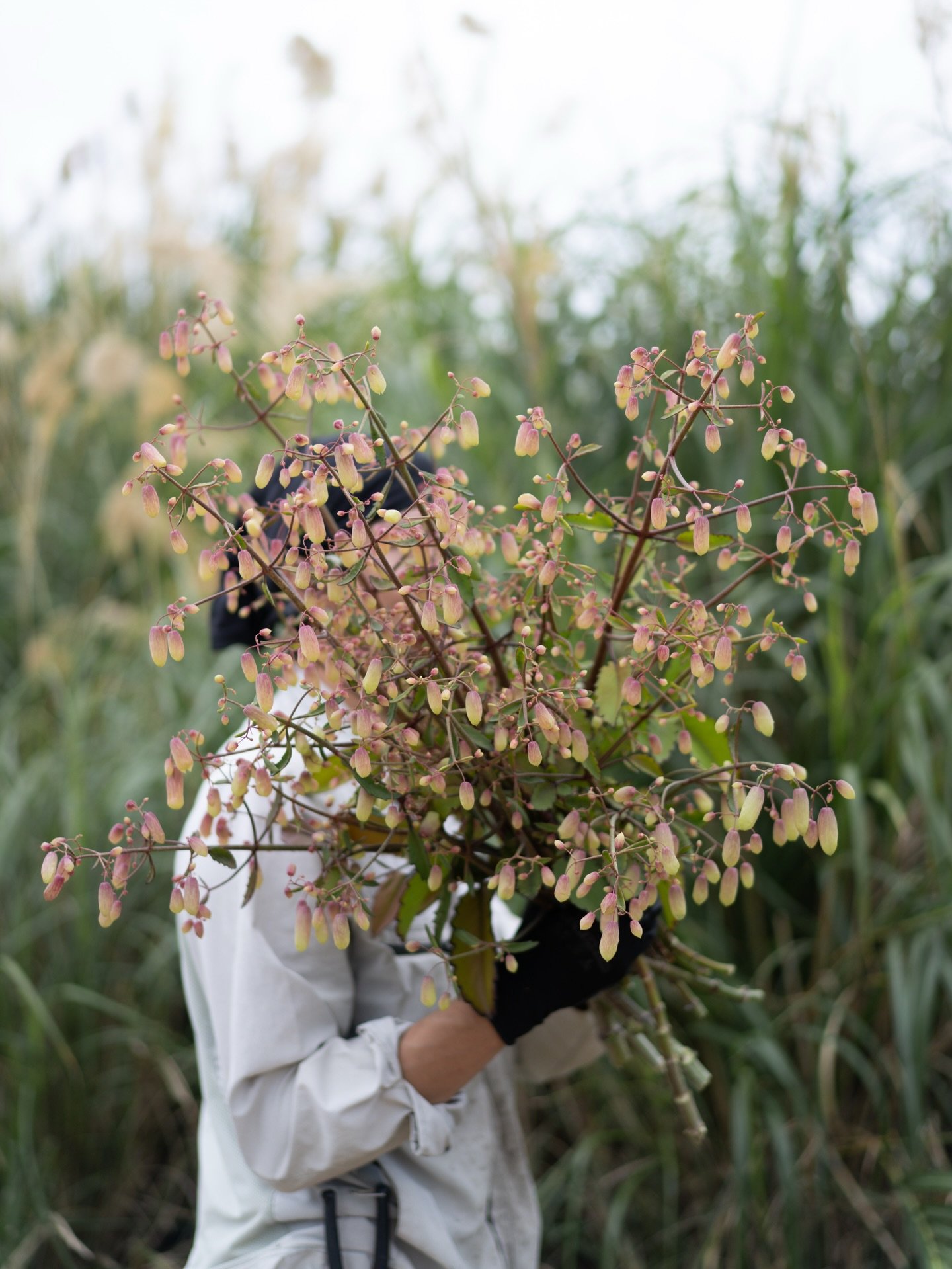 昨シーズン、農園の隣で自生する姿に出会い、思わず足を止めました。そこで見た姿がきっかけとなり、昨年苗を入手して仕込んできたセイロンベンケイソウが、いま収穫の時を迎えています。

量は多くありませんが、沖縄県外の花市場へ出荷します。淡い色が重なり合い、枝先に表情をつくる花。その佇まいのなかに、この植物ならではの魅力が息づいています。

#美しい花を美しく育てる 
#yariflowerfarm
#yariflowerfarm沖縄農園 
#セイロンベンケイソウ