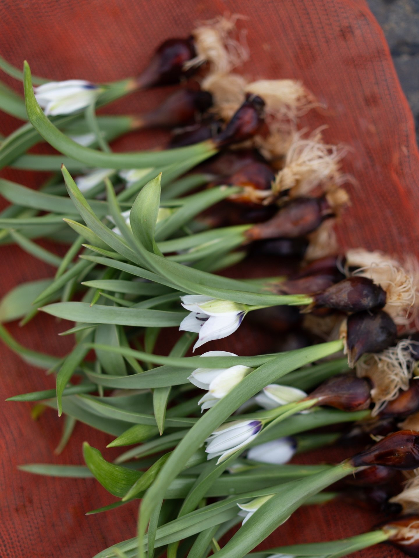 ミニチューリップ「サファイアスター」の出荷が始まりました。
白い花弁の先に、かすかににじむ青が、この品種ならではの表情です。沖縄の穏やかな気候に身を委ね、球根は無理なく育ち、素直な花を咲かせてくれました。

#美しい花を美しく育てる 
#yariflowerfarm
#yariflowerfarm沖縄農園 
#チューリップサファイアスター 
#tulips