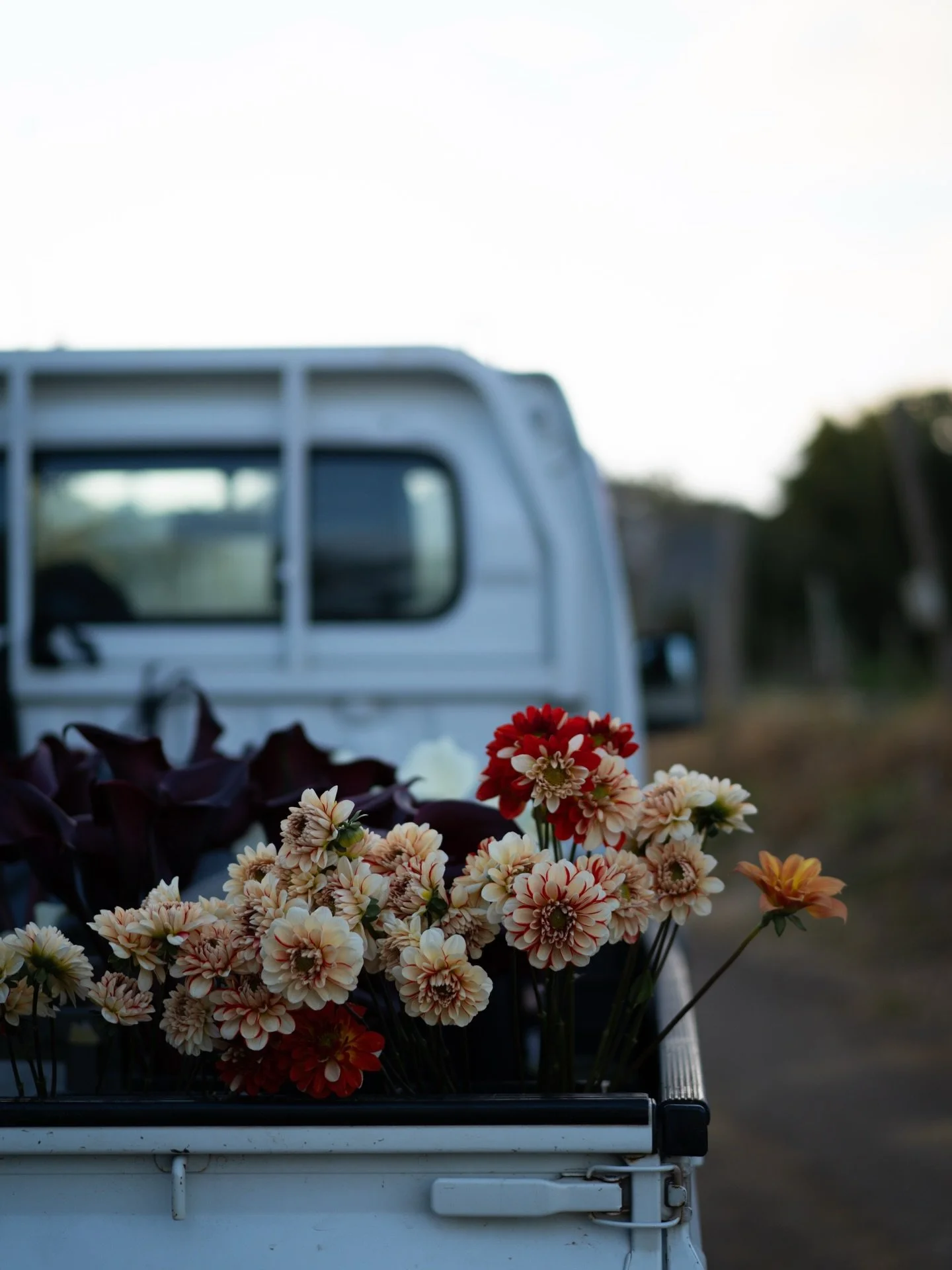 今シーズンの沖縄農園では、ダリアも本格的に育てています。
冬の沖縄は、気温は穏やかでも日照時間は短く、花は自然と露芯します（中心部が開き、花芯が見える状態）。電照で人工的に日を延ばすこともできますが、あえてそうしません。
沖縄の冬に咲くという事実を、そのまま花に残したいからです。土地の環境を尊重し、無理をさせずに育てること。それが、私たちの農園のあり方です。
県内外へ出荷しています。手に取った印象を、聞かせていただけると嬉しいです。

#美しい花を美しく育てる 
#yariflowerfarm 