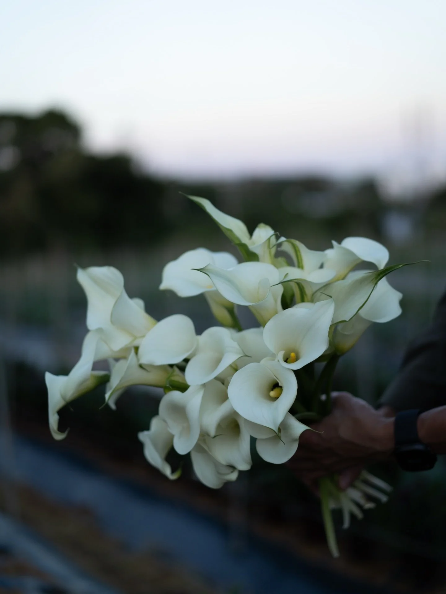 沖縄農園では、カラーの収穫量が増えてきました。今シーズンは7品種を育て、3月上旬までリレーするように収穫していきます。

同じ「カラー」という品目でも、品種が変われば、花の表情も、茎の太さや柔らかさ、病気の出やすさまでまったく異なります。

名前でまとめてしまえば一つに見えても、畑では別の花として向き合う場面が多い。何かを一括りにすることの危うさを、日々の作業の中で学んでいます。

#美しい花を美しく育てる 
#yariflowerfarm
#yariflowerfarm沖縄農園 
#calla
