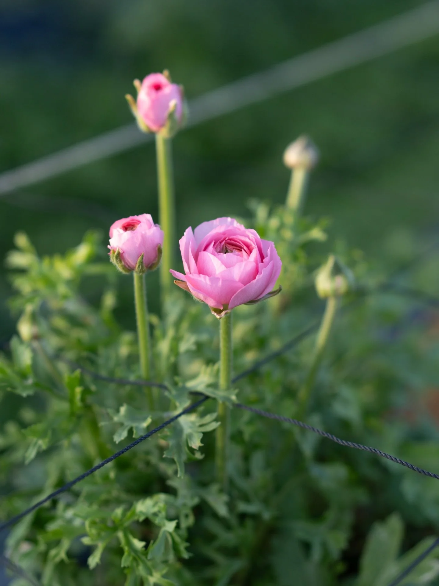沖縄では、朝晩は10度を少し超えるくらいの日が続いています。日中は陽が差せば暖かいのですが、体がこの土地に馴染んでくると、ふと肌寒さを覚えます。

その冷え込みが合図になったのか、ラナンキュラスの調子が少しずつ上がってきました。今シーズンはごく少量、沖縄県内への出荷のみですが、この土地の冬が育てた表情を、丁寧に届けていきます。

#美しい花を美しく育てる 
#yariflowerfarm
#yariflowerfarm沖縄農園 
#ラナンキュラス
#ranunculus