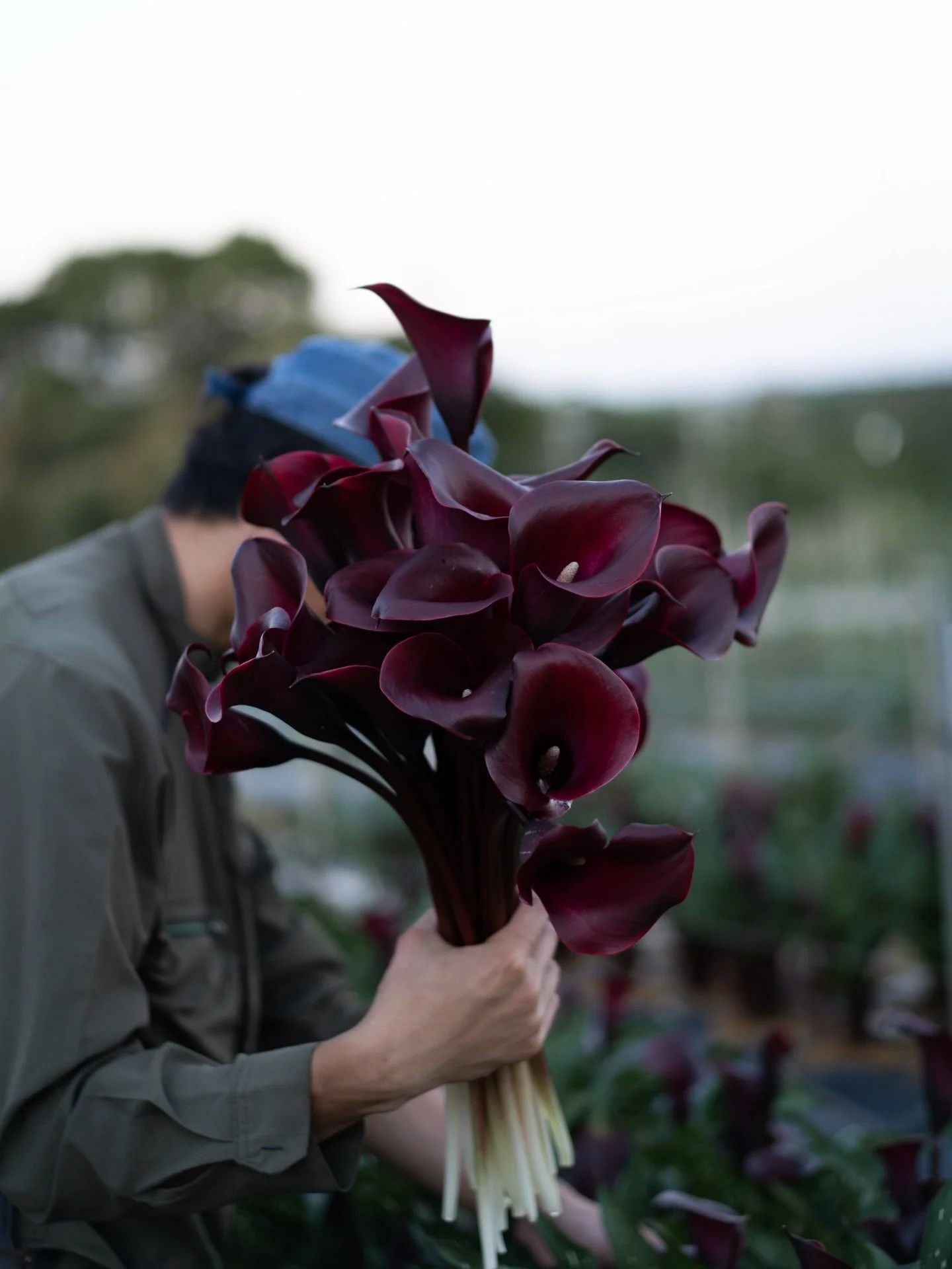 沖縄農園では、カラーのシーズンが本格的に始まりました。
今季は7品種を育て、花の状態を見極めながら、少しずつリレーするように出荷していきます。

同じカラーでも、品種が変われば、姿や質感、佇まいはそれぞれ異なります。その違いと向き合う時間が、日々の楽しみです。

#美しい花を美しく育てる 
#yariflowerfarm
#yariflowerfarm沖縄農園 
#calla 
#カラーバレンシア