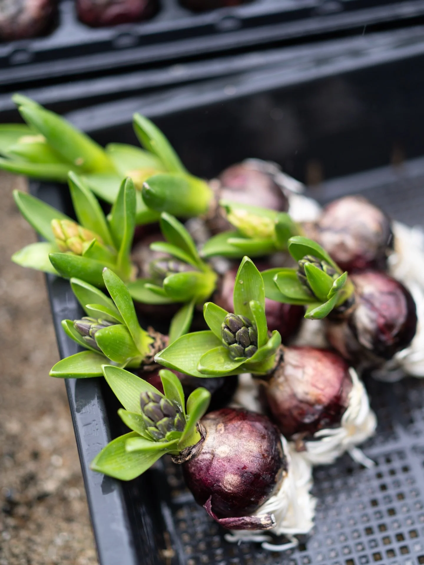 今シーズン、沖縄の穏やかな冬を活かし、ヒヤシンスの栽培にも取り組んでいます。冷え込みの少ないこの土地では、球根がのびやかに、力強く芽を伸ばしていきます。

沖縄では冬の時間であっても、その花の姿が、手に取る方の中に春の気配を呼び起こす。そんな瞬間を花に託せることが、沖縄農園で花を育てる意味だと感じています。

#美しい花を美しく育てる 
#yariflowerfarm
#yariflowerfarm沖縄農園 
#ヒヤシンス
#hyacinthus