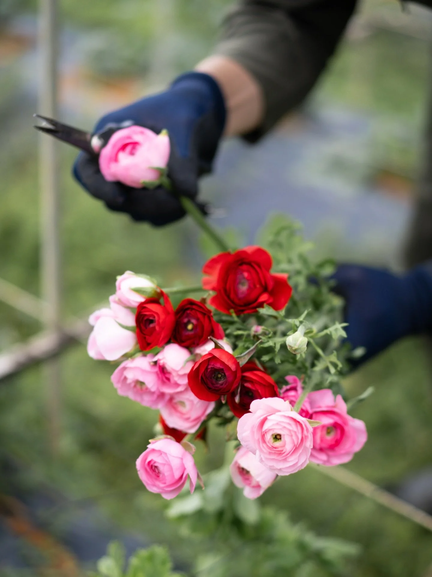 2月に入り、沖縄農園の収穫量が、少しずつ増えてきました。朝の農園で、花の表情を一輪ずつ確かめながら鋏を入れていきます。

のびやかに咲く姿に触れるたび、こちらの身体まで軽くなるような時間。花たちに力をもらいながら、一日の仕事が始まります。

#美しい花を美しく育てる 
#yariflowerfarm
#yariflowerfarm沖縄農園 
#ラナンキュラス
#ranunculus