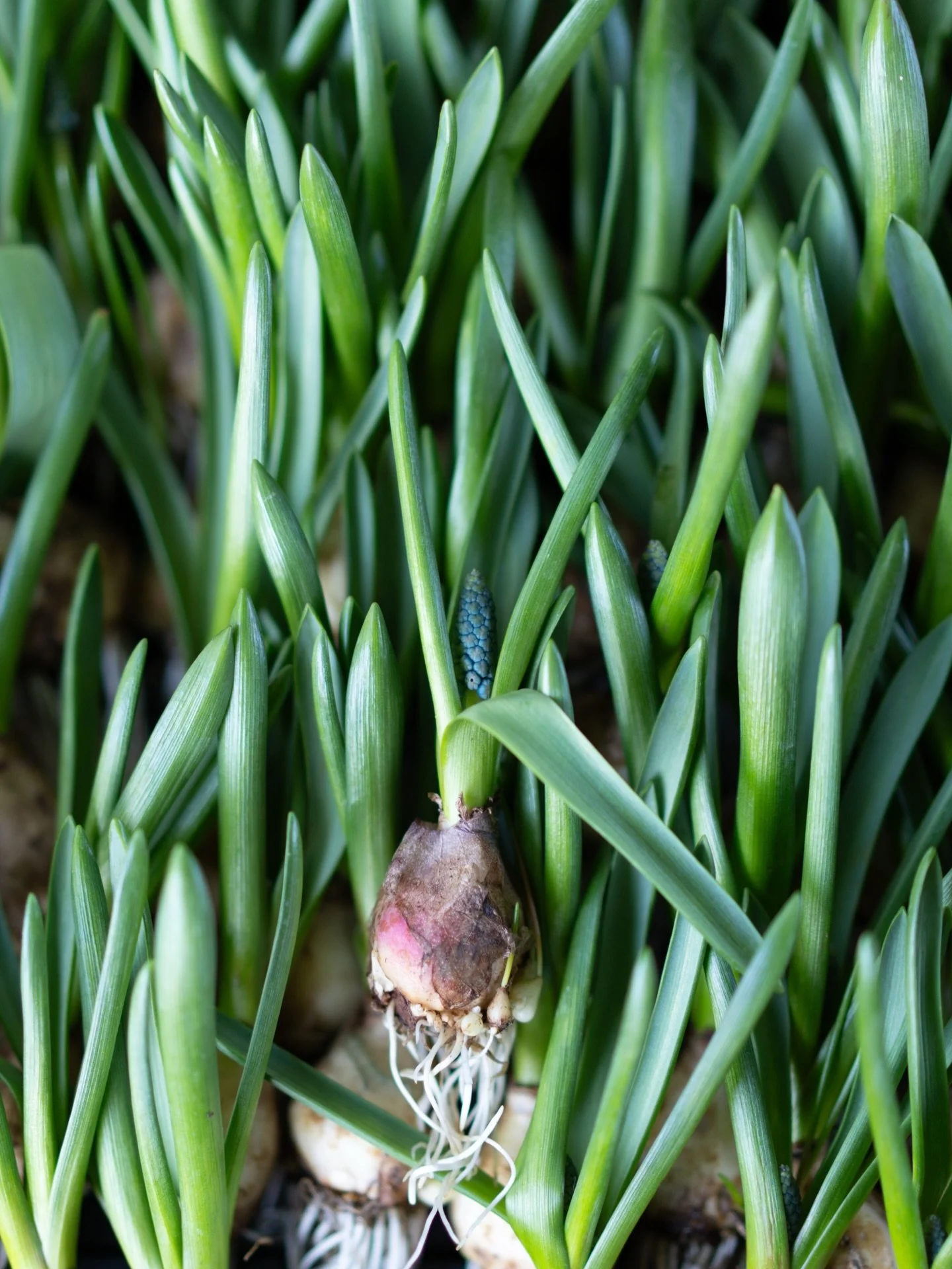 沖縄での暮らしも二シーズン目になりました。陽を浴び、風を受け、土地のものを食べるうちに、少しずつ身体がこの場所に馴染んできた気がします。

沖縄は同じ国の中にありながら、冬の光や風の質は本土とわずかに違う。その差が、そのまま季節の輪郭をつくっているのだと思います。

ここで育てた花たちが、本土で春の気配として受け取ってもらえる。それは季節を先取りしているのではなく、日本というひとつの時間の中で、南から北へと役目が移っているだけなのかもしれません。

遠く離れているようで、実は繋がっている。そのこ