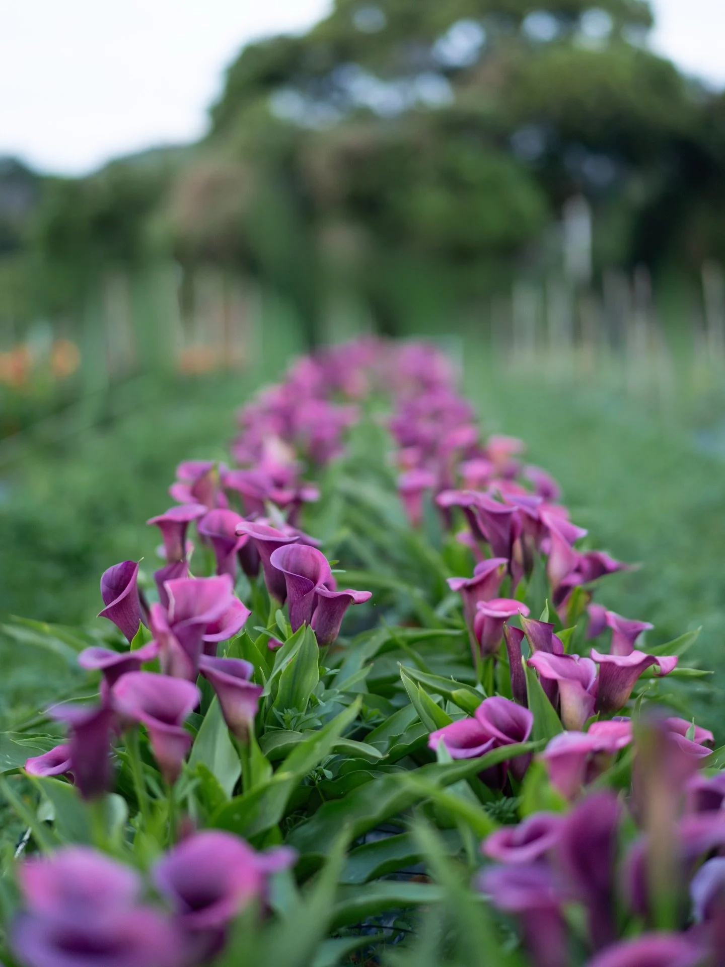 沖縄農園ではカラー「ダーバン」の花数が増えてきました。
同じカラーでも、品種が変われば、立ち上がりの勢いも、花の巻きも、驚くほど違います。その特性を確かめながら、今日も一本ずつ向き合っています。

#美しい花を美しく育てる 
#yariflowerfarm
#yariflowerfarm沖縄農園 
#calla 
#カラーダーバン