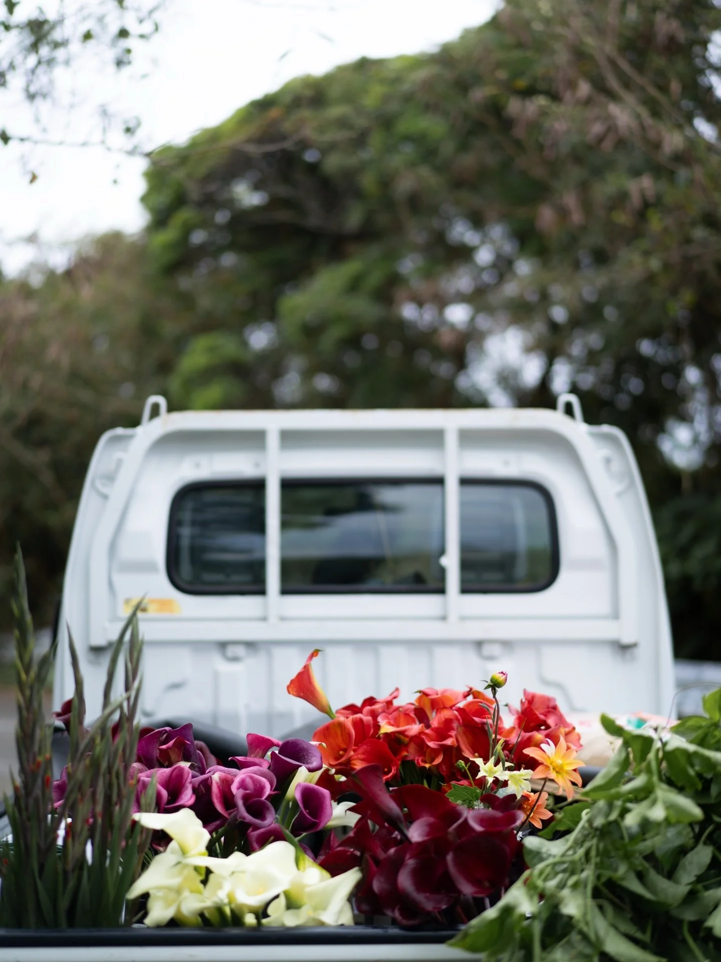 二月は瞬く間に過ぎ、季節は三月へと移りました。沖縄農園で一月から続いてきたカラーの収穫も、いよいよ終盤です。

トラックの荷台に積まれた花たちは、同じ品種でも、その日ごとに表情が異なります。光、風、温度のわずかな揺らぎが、そのまま花の姿に映っているように感じます。

#美しい花を美しく育てる 
#yariflowerfarm
#yariflowerfarm沖縄農園 
#calla