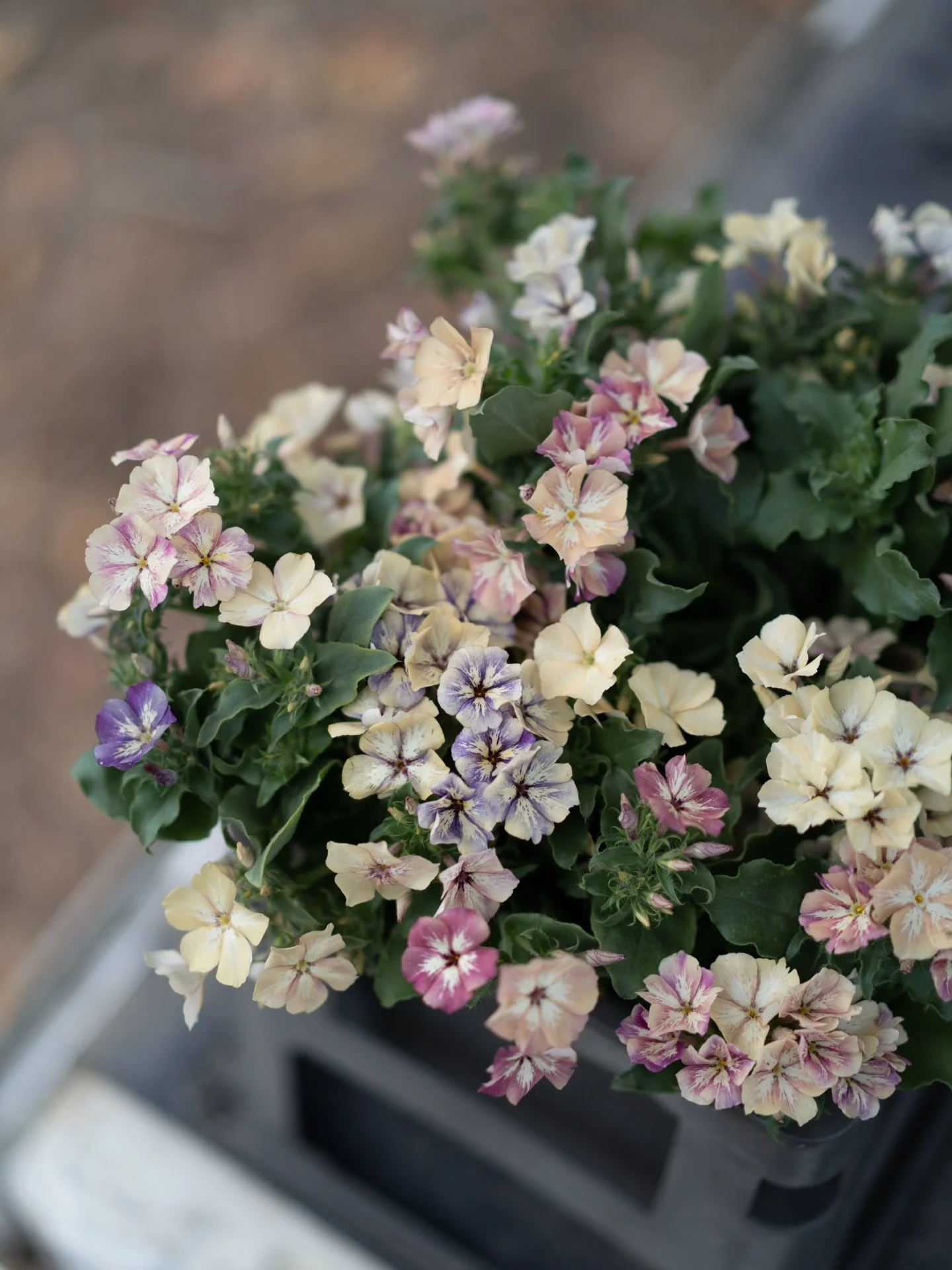 沖縄農園ではフロックスの収穫が始まりました。安曇野農園でも育てている花ですが、沖縄で咲く花の方が、どこか彩りが豊かに見えます。

同じ品種でも、育つ土地が変われば、花の表情も少しずつ変わっていく。光や風、土の違いを受け取りながら、植物はその場所らしい姿で咲こうとしているのかもしれません。

花を見ていると、土地の個性のようなものまで、そっと映し出しているように感じます。

#美しい花を美しく育てる 
#yariflowerfarm
#yariflowerfarm沖縄農園 
#フロックス 
#ph