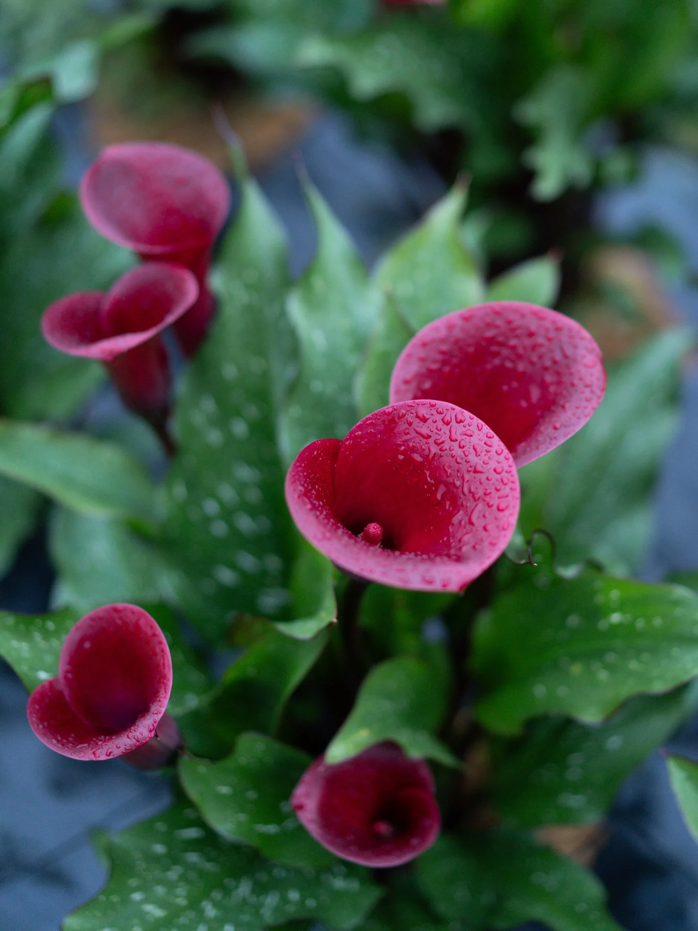 雨に濡れたカラー「トーキョー」が、いつもより艶やかに咲いています。

この品種は日本ではなく、オランダで生まれたカラーです。深い赤の色合いと、すっと立ち上がる花の姿。その印象が、遠い国から見た東京のイメージと重なり、この名が付けられたのかもしれません。

#美しい花を美しく育てる 
#yariflowerfarm
#yariflowerfarm沖縄農園 
#calla 
#カラートーキョー