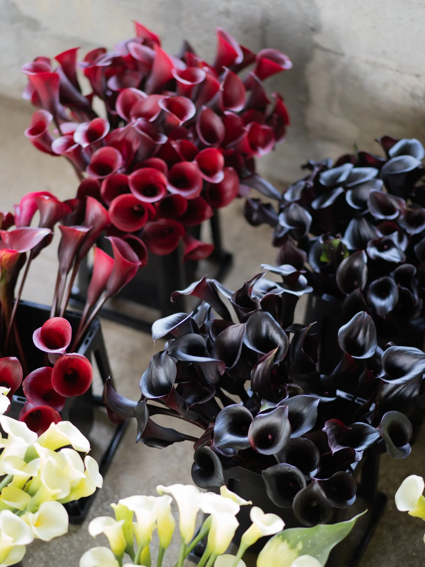 沖縄農園でカラーの選花をしている時間。同じカラーでも、色も佇まいも、これほど違います。

真っ黒に見える品種は「アラビアンナイト」。名前のとおり、どこか夜を思わせる花色です。実際には黒というより、深い赤紫で、光の当たり方でわずかに色が浮かび上がり、見る角度によって印象が変わります。

#美しい花を美しく育てる 
#yariflowerfarm
#yariflowerfarm沖縄農園 
#calla 
#カラーアラビアンナイト
