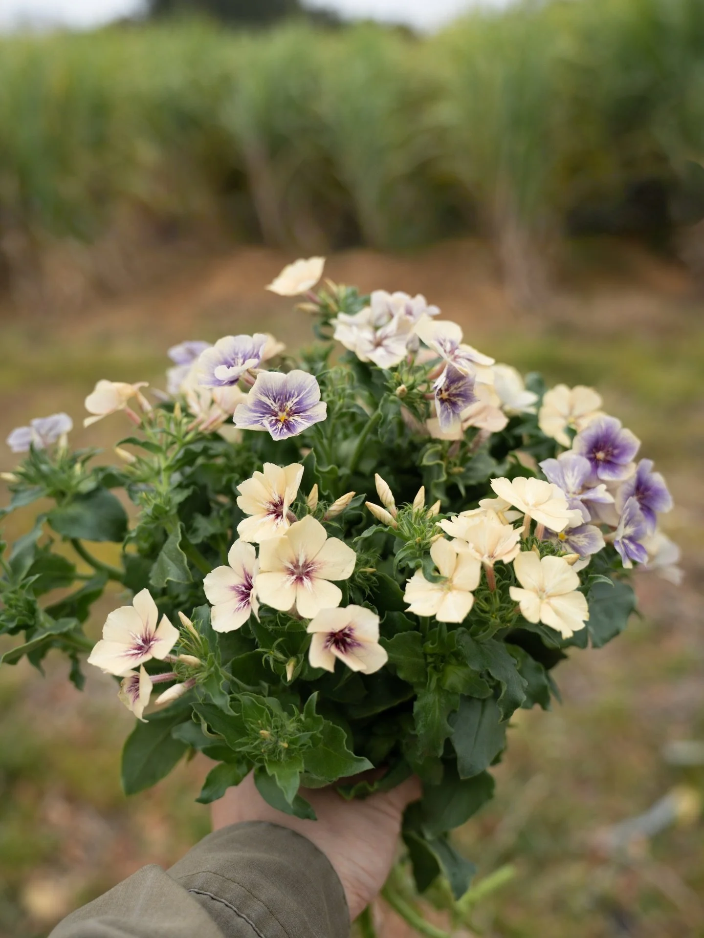 フロックスの収穫量が増えてきました。やわらかな色の重なりが、農園の中で少しずつ季節の輪郭を変えていきます。

今シーズンの沖縄農園は、昨年より少し早く4月上旬まで。限られた時間の中で、この土地が見せてくれる表情を一つひとつ受け取りながら、最後の一輪まで鋏を入れていきます。

#美しい花を美しく育てる 
#yariflowerfarm
#yariflowerfarm沖縄農園 
#フロックス 
#phlox