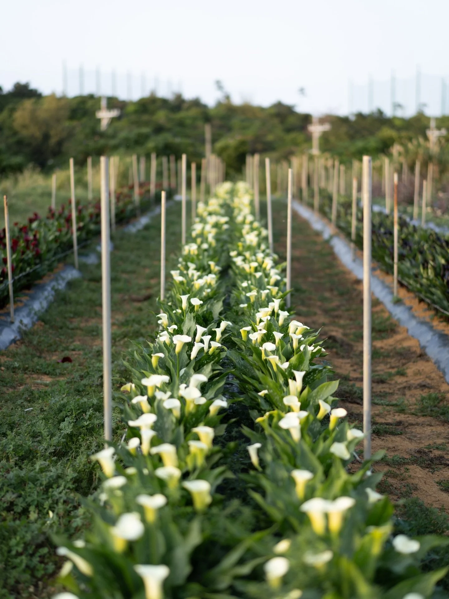 カラーの出荷を終え、球根の掘り上げもひと区切りを迎えました。今シーズンは7品種を、リレーするように育ててきました。

その中で得た手応えも、思うようにいかなかったことも、立ち止まって見つめ直しながら、次の季節へとつないでいきます。

#美しい花を美しく育てる 
#yariflowerfarm
#yariflowerfarm沖縄農園 
#calla 
#カラーホワイトフリート